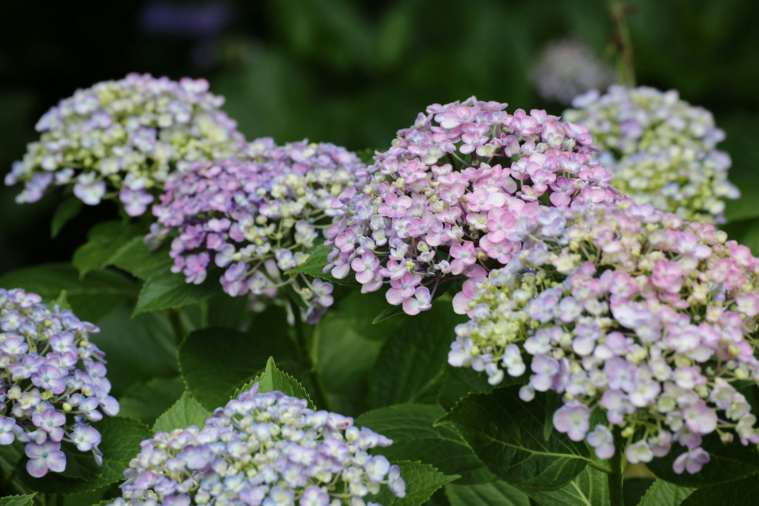 A vibrant display of hydrangea flowers in various shades