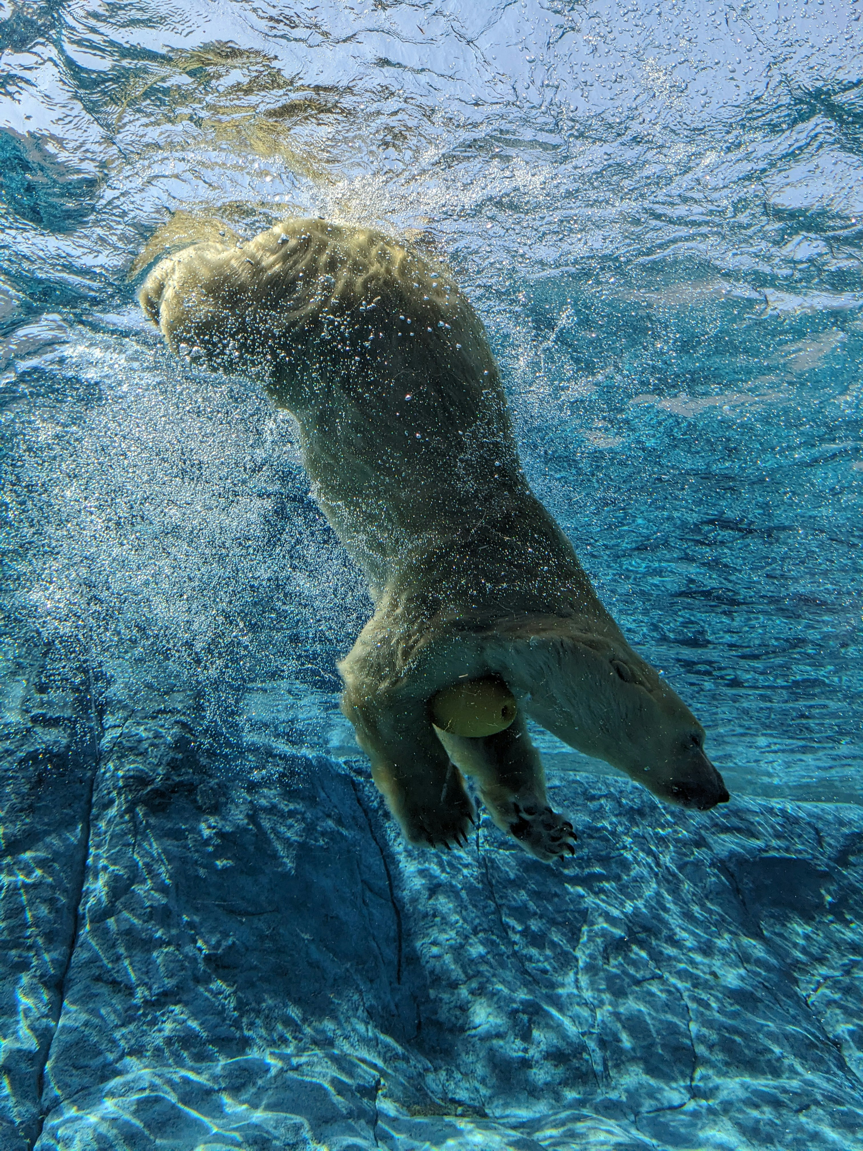 水中で泳ぐアザラシのような海の動物