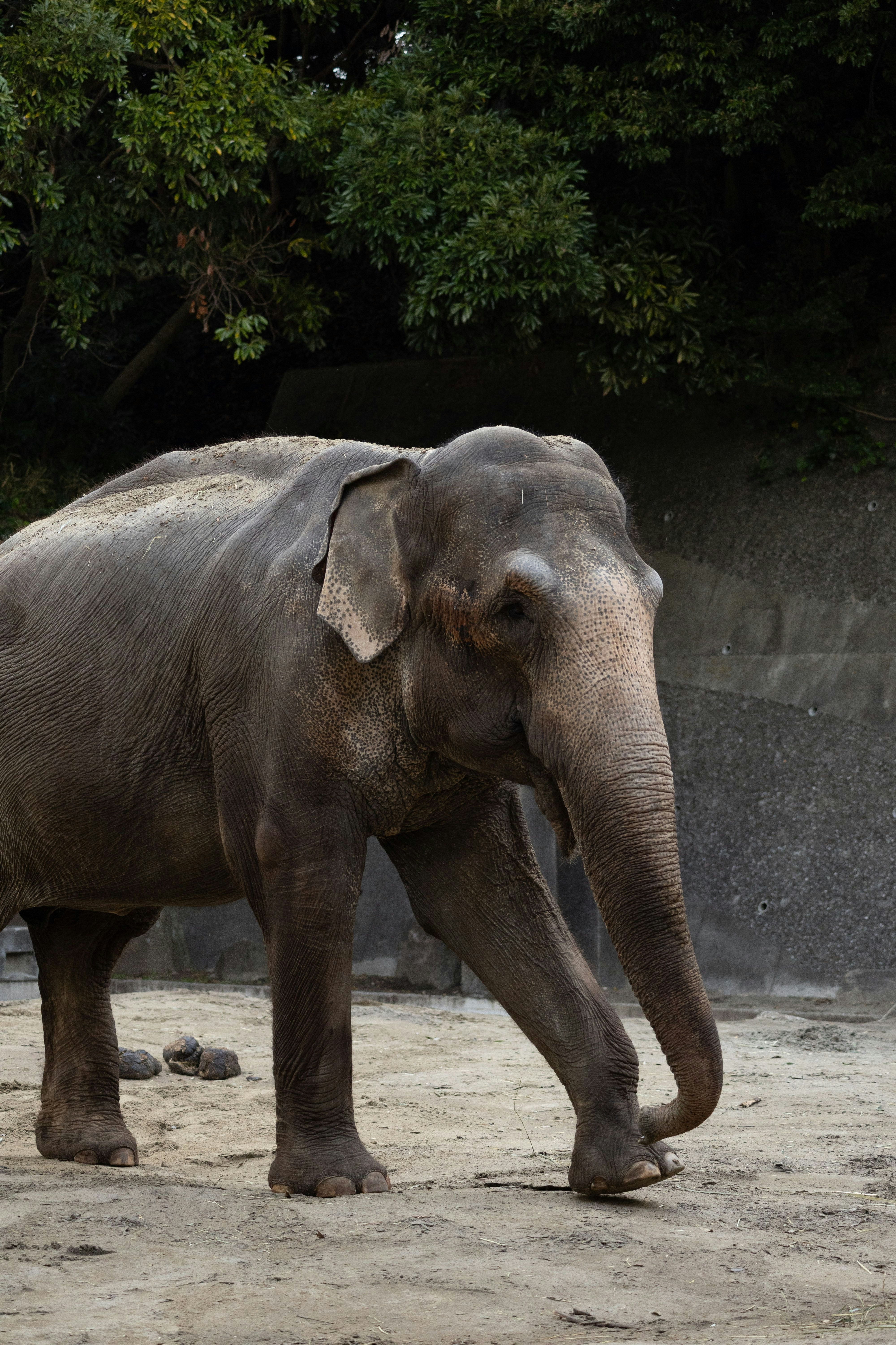 un elefante in piedi davanti a un muro di pietra in uno zoo