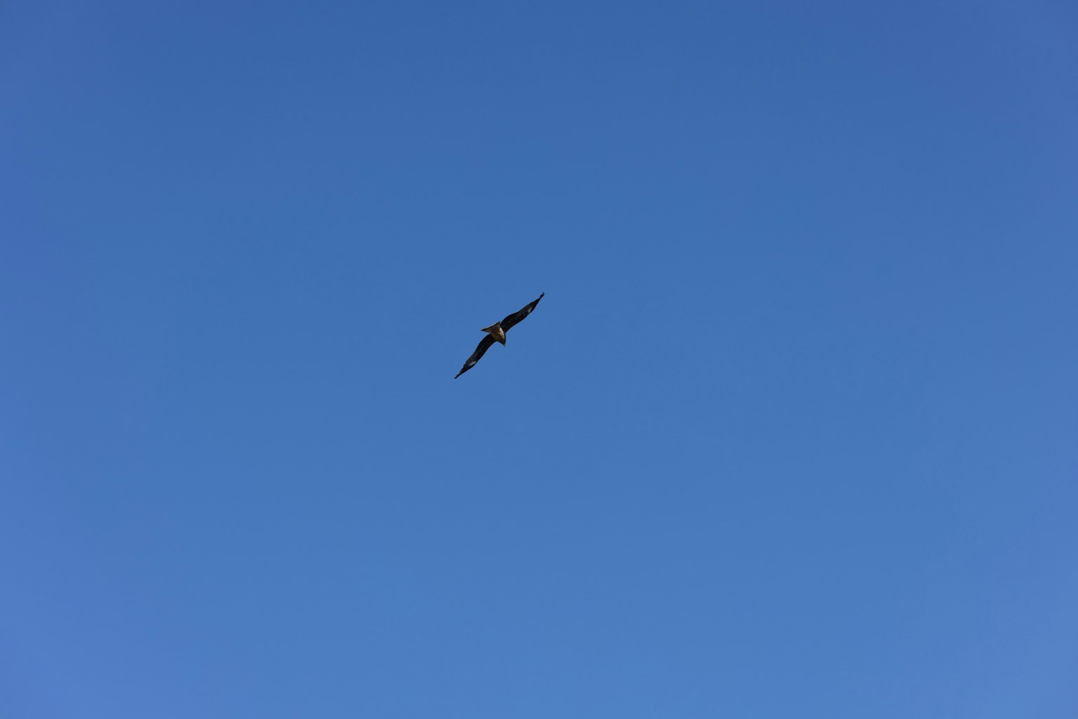 Silhouette eines Vogels, der gegen einen blauen Himmel fliegt