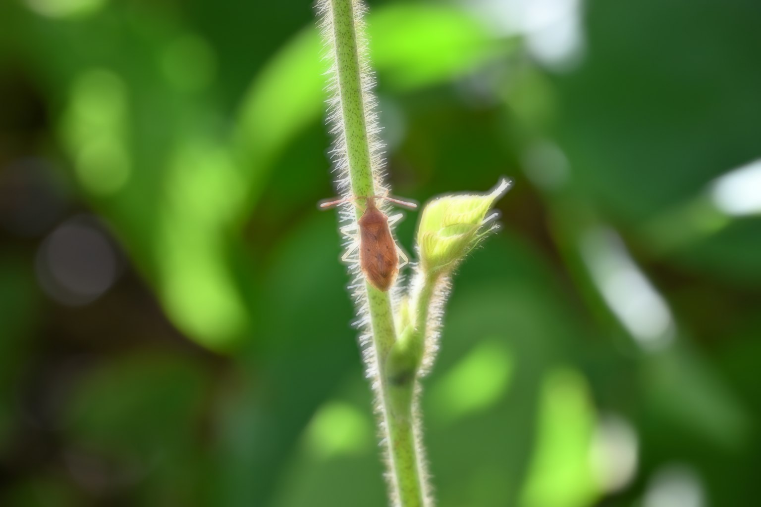 Close-up of a plant stem with a new bud against a green background