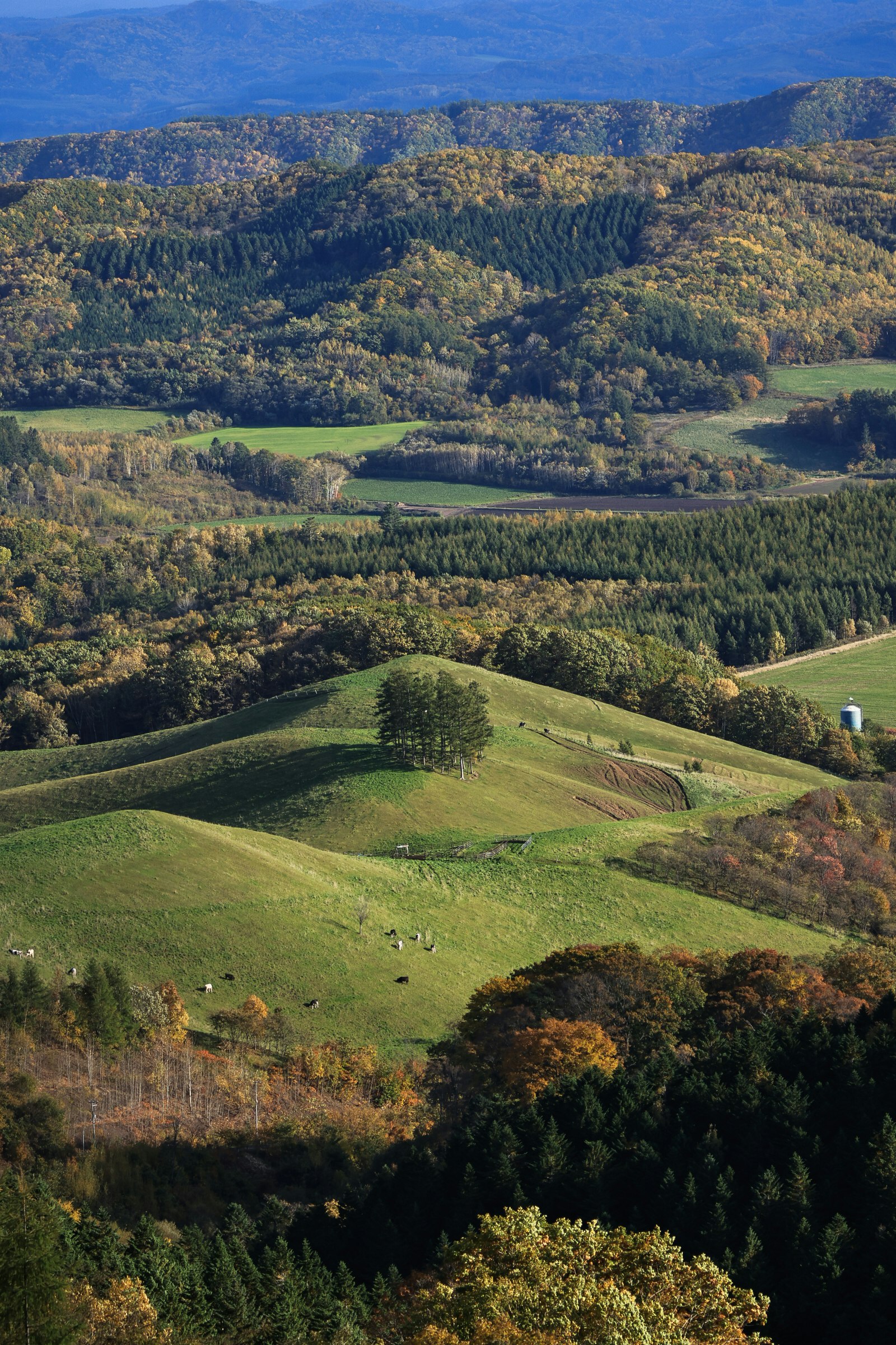 丘陵の牧草地と森が広がる山あいの風景
