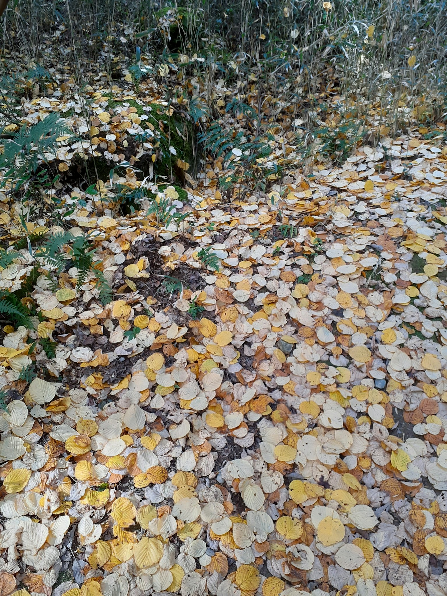 Una alfombra de hojas amarillas y blancas cubriendo el suelo