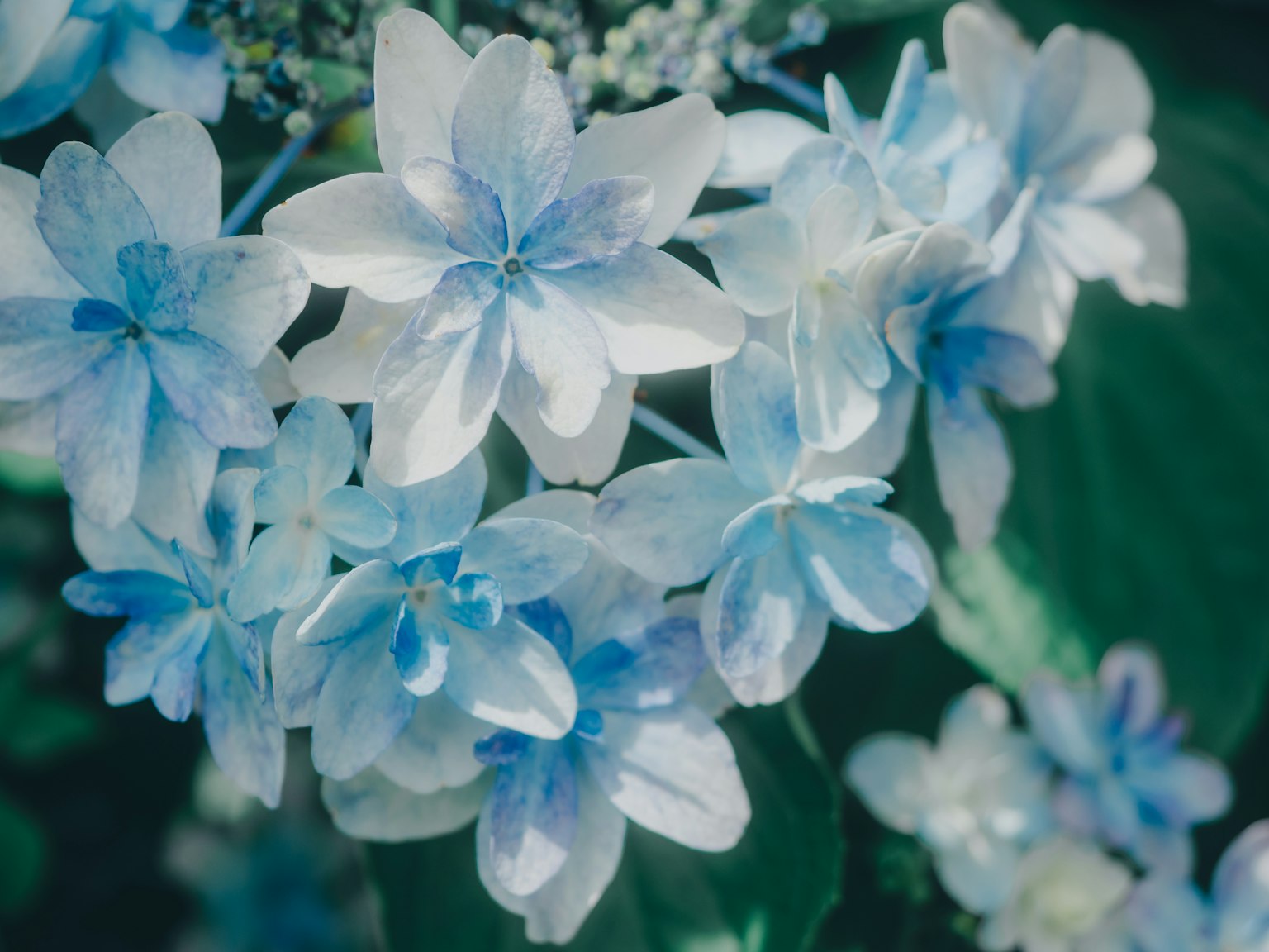 Magnifiques fleurs d'hortensia dans des nuances de bleu et de blanc