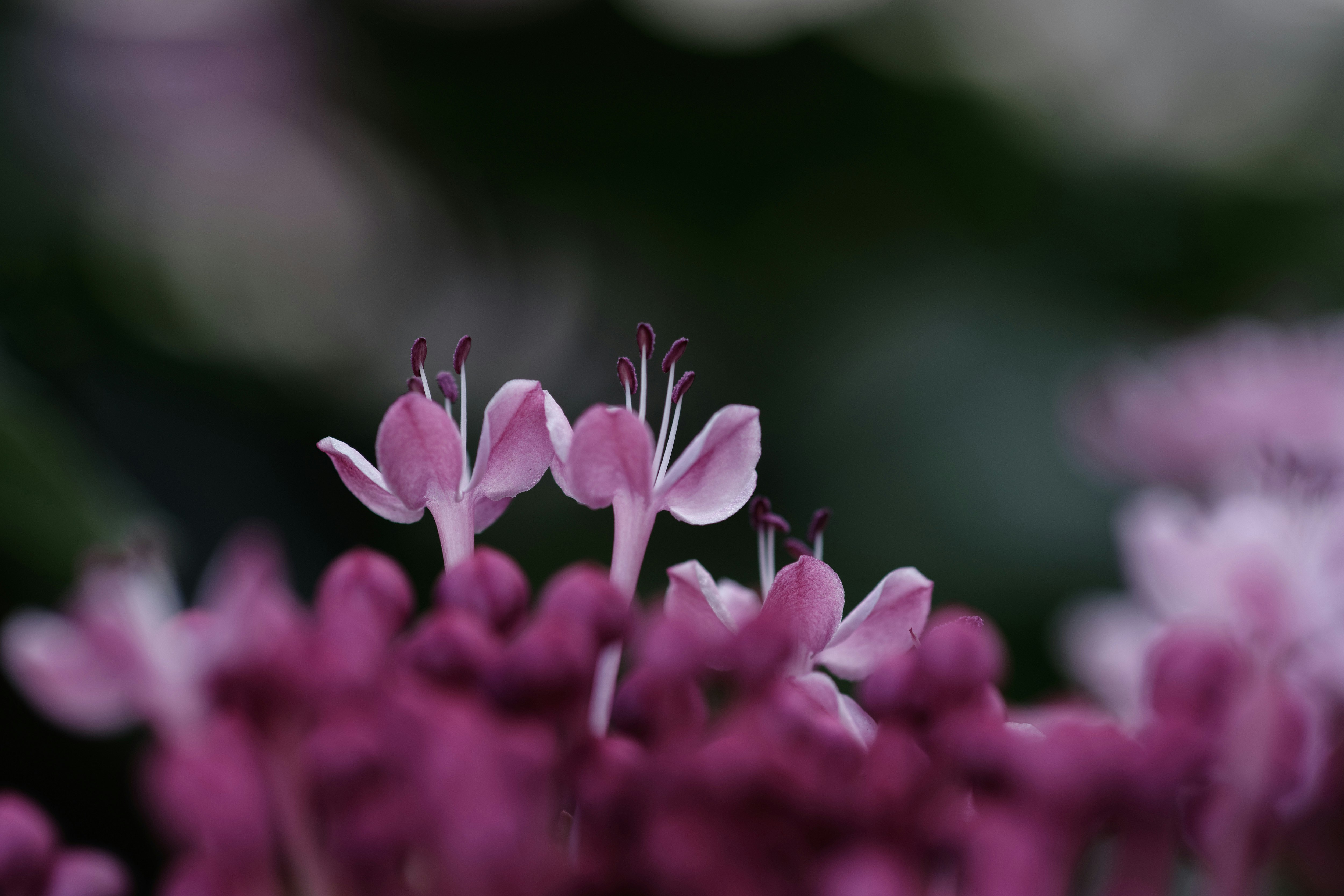 close-up of pink flowers of peony-scented dogwood (botan kusagi)