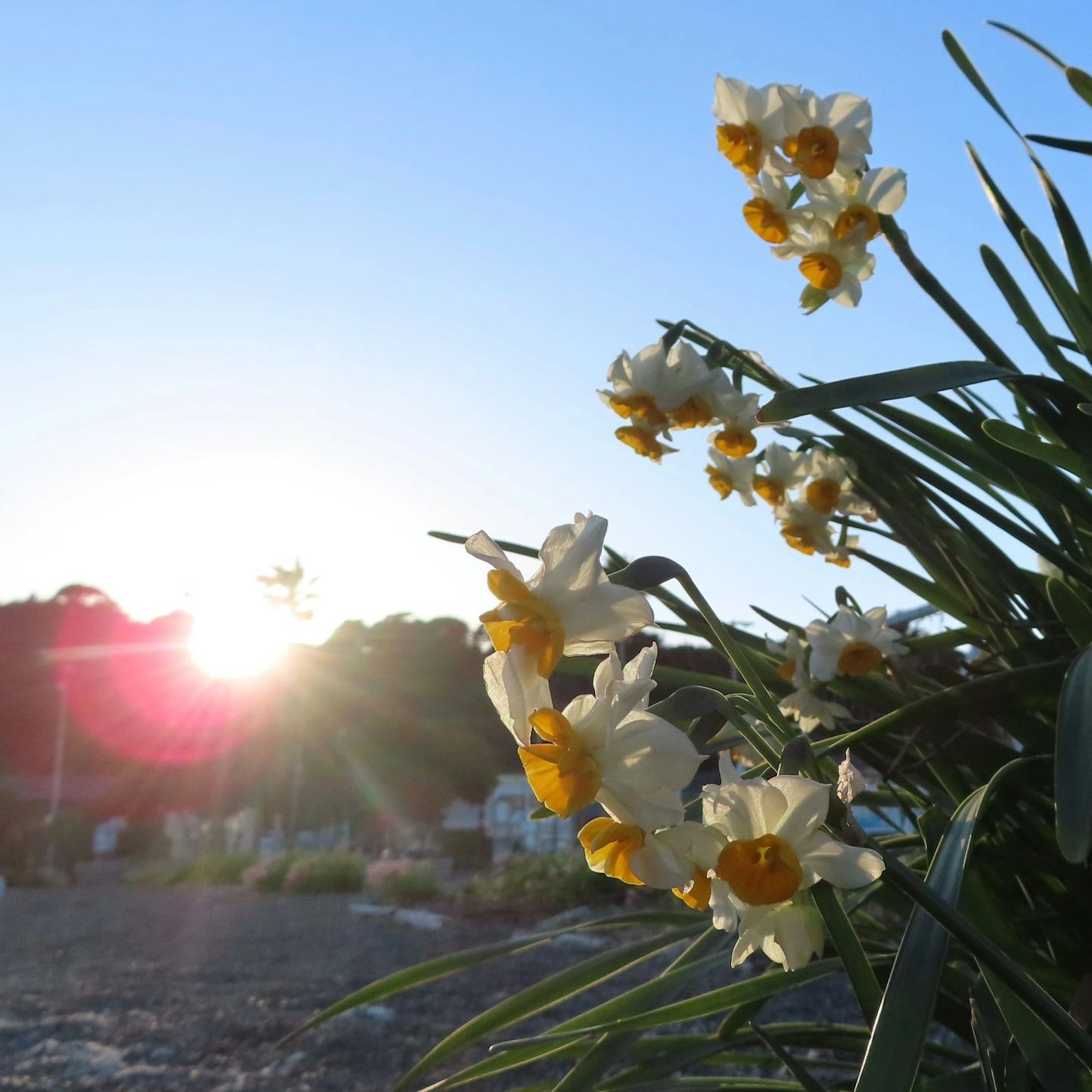 Weiße Narzissen mit gelben Zentren, die gegen einen Sonnenuntergang blühen
