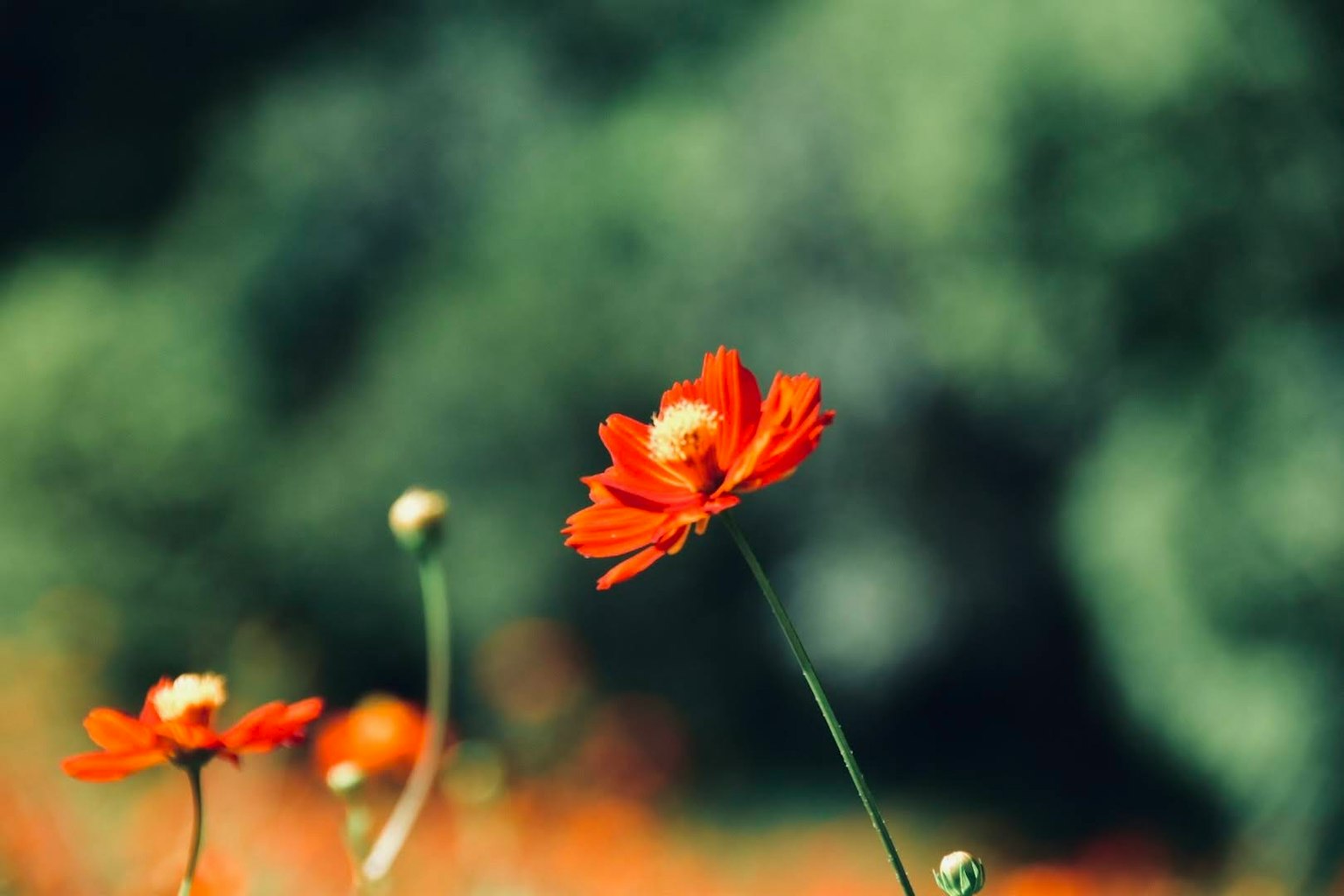 ดอกไม้สีส้มสดใสโดดเด่นท่ามกลางพื้นหลังสีเขียวที่เบลอ