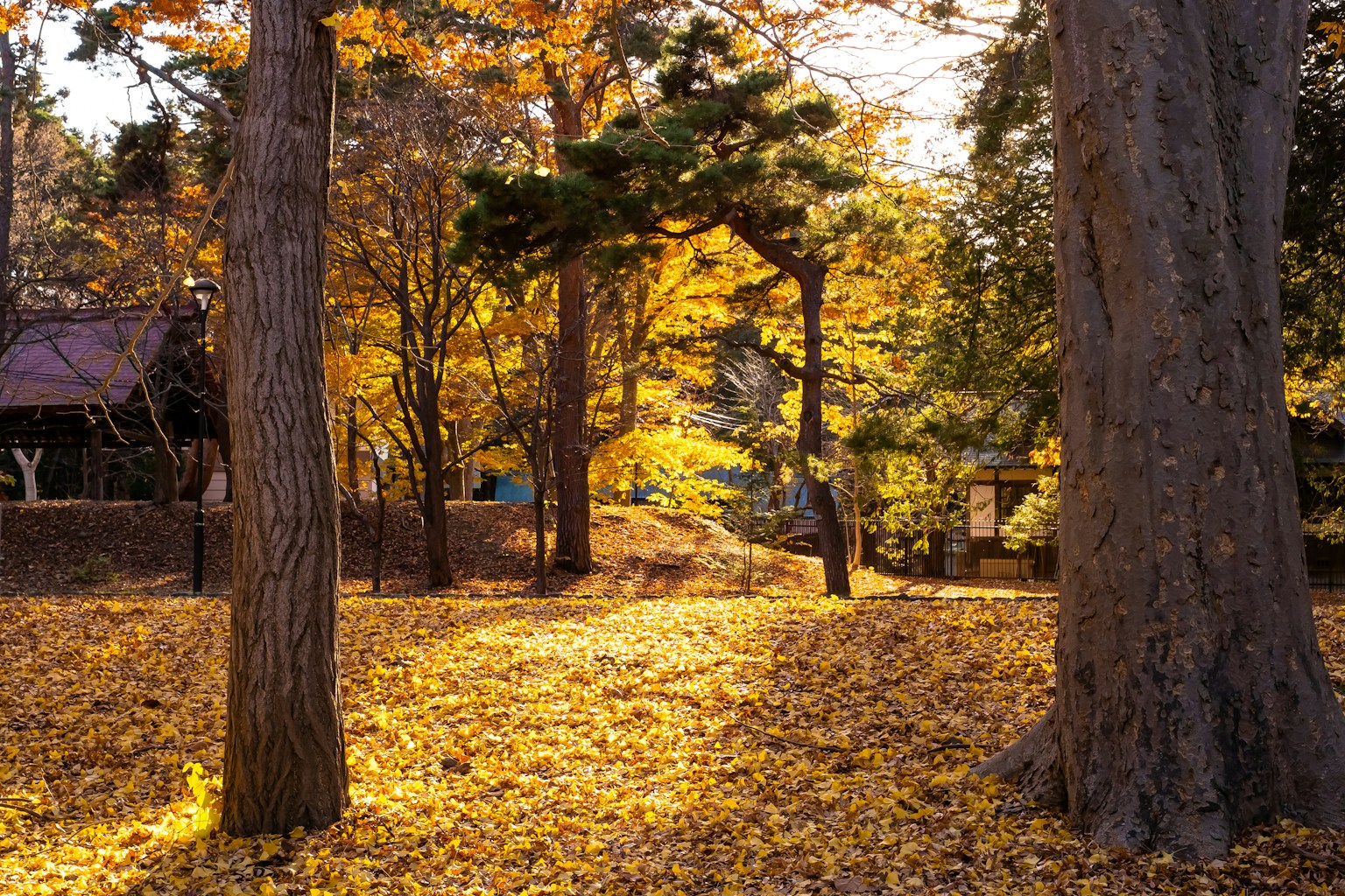 Herbstszene in einem Park mit lebhaften gelben Blättern, die den Boden bedecken und hohen Bäumen