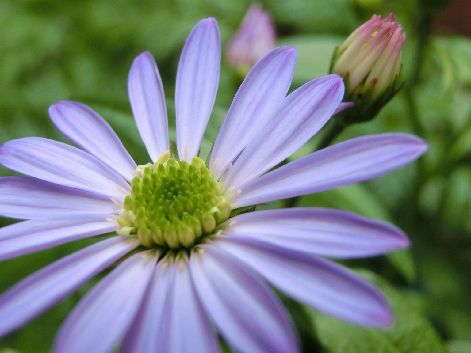 Nahaufnahme einer lila Blume mit einer Knospe