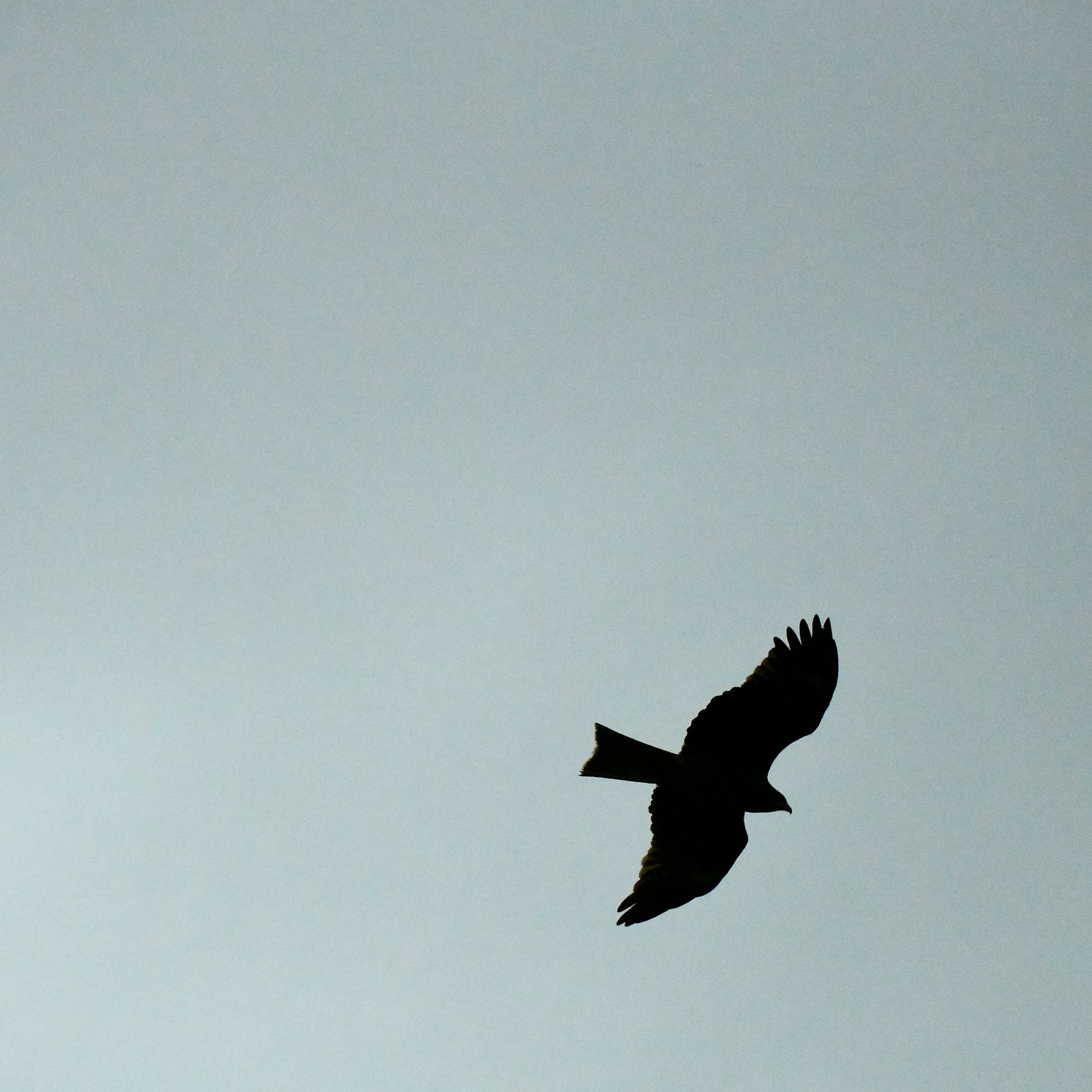 Silhouette of a black bird flying in the sky