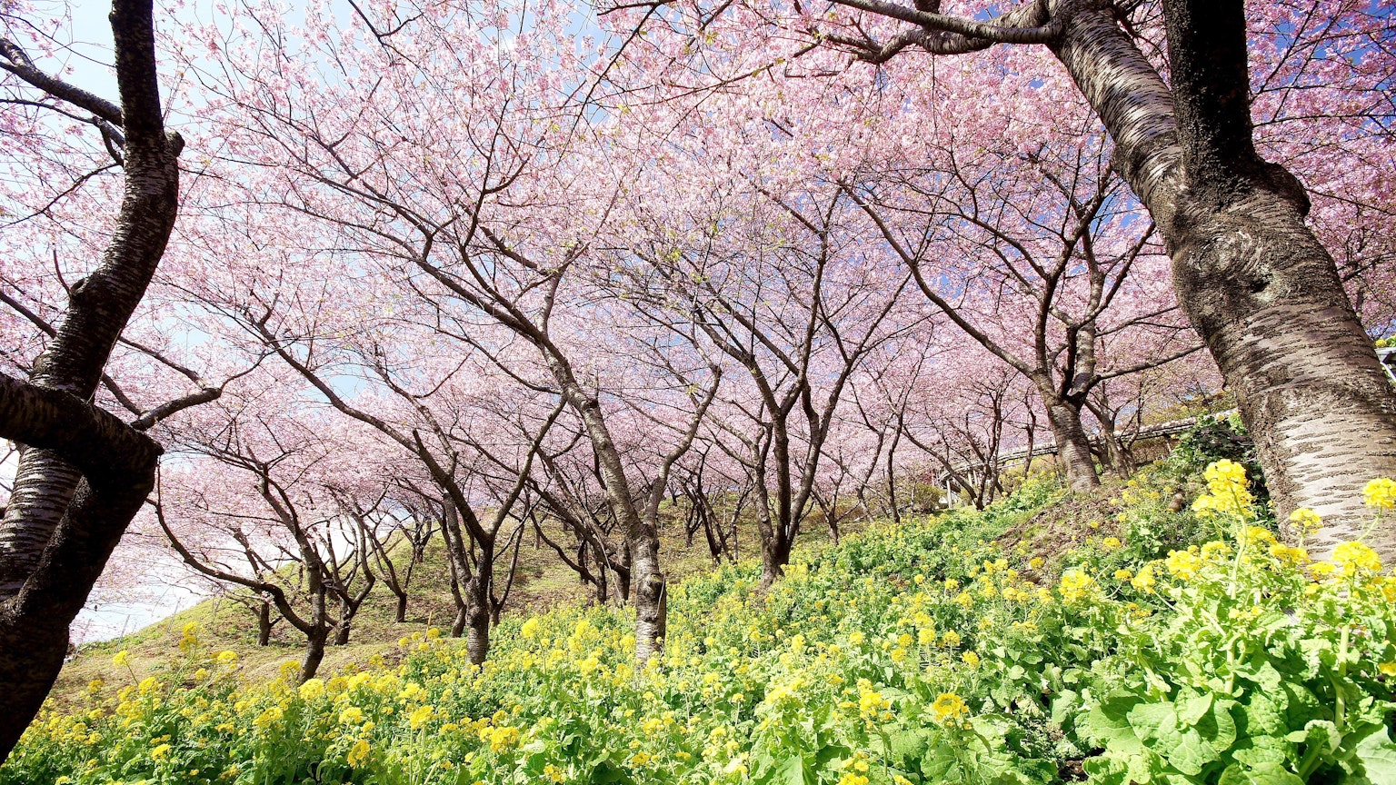 Vista escénica de árboles de flores de cerezo con flores rosas y un campo de flores amarillas