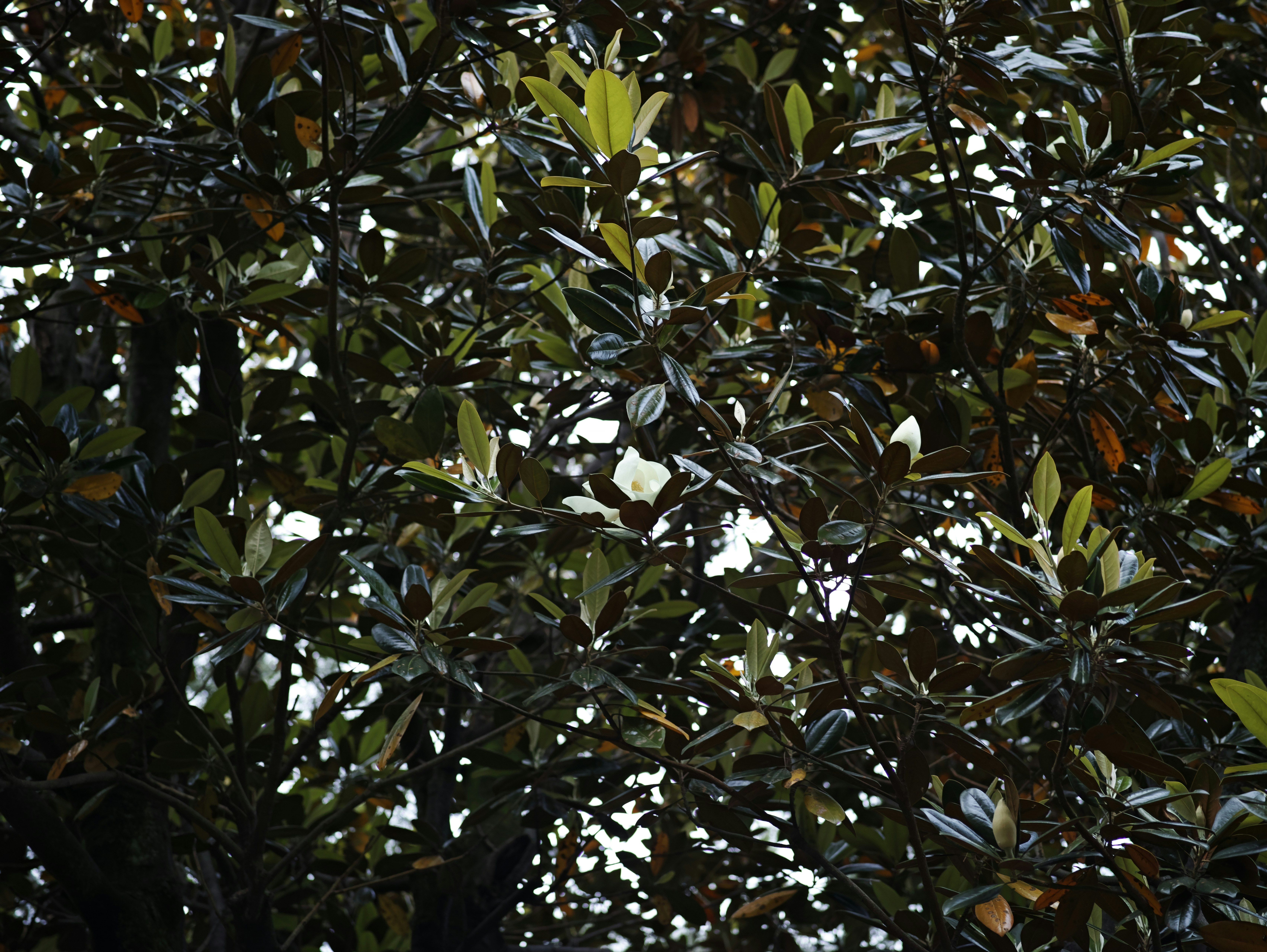 树叶层叠的自然光景