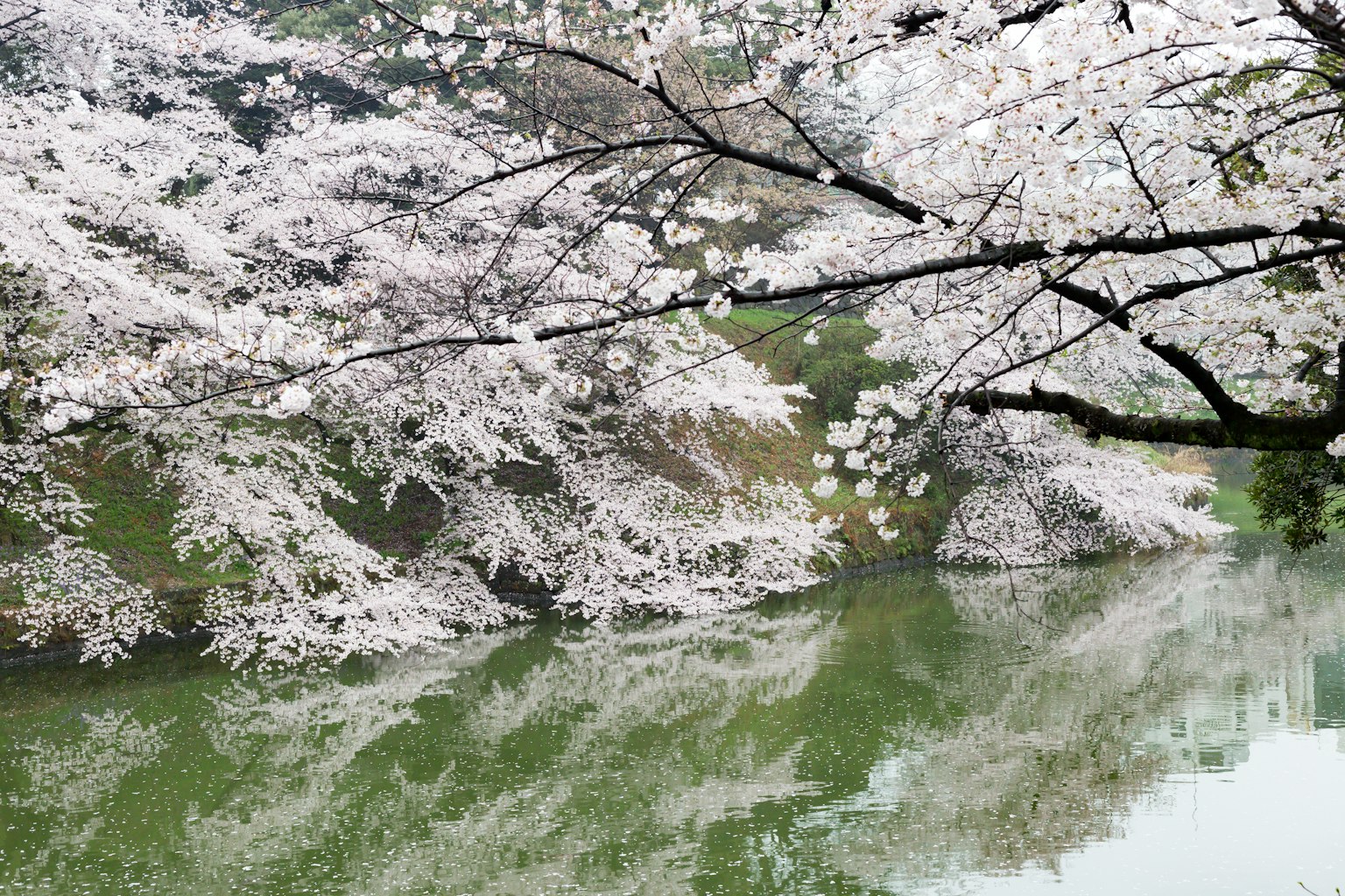 ทิวทัศน์สวยงามของต้นซากุระและผิวน้ำที่สงบ