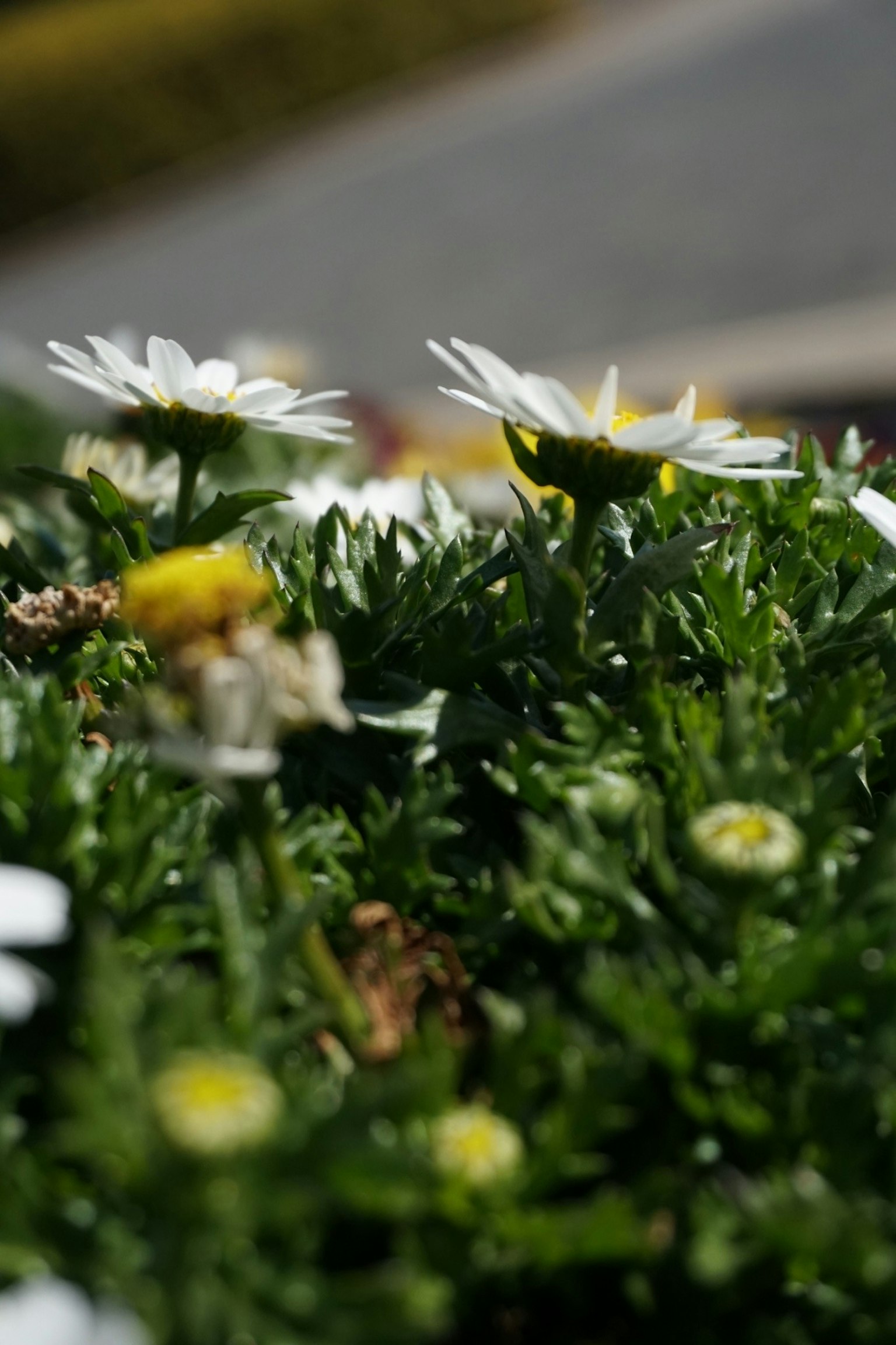 Una escena vibrante de flores blancas y hojas verdes en un jardín