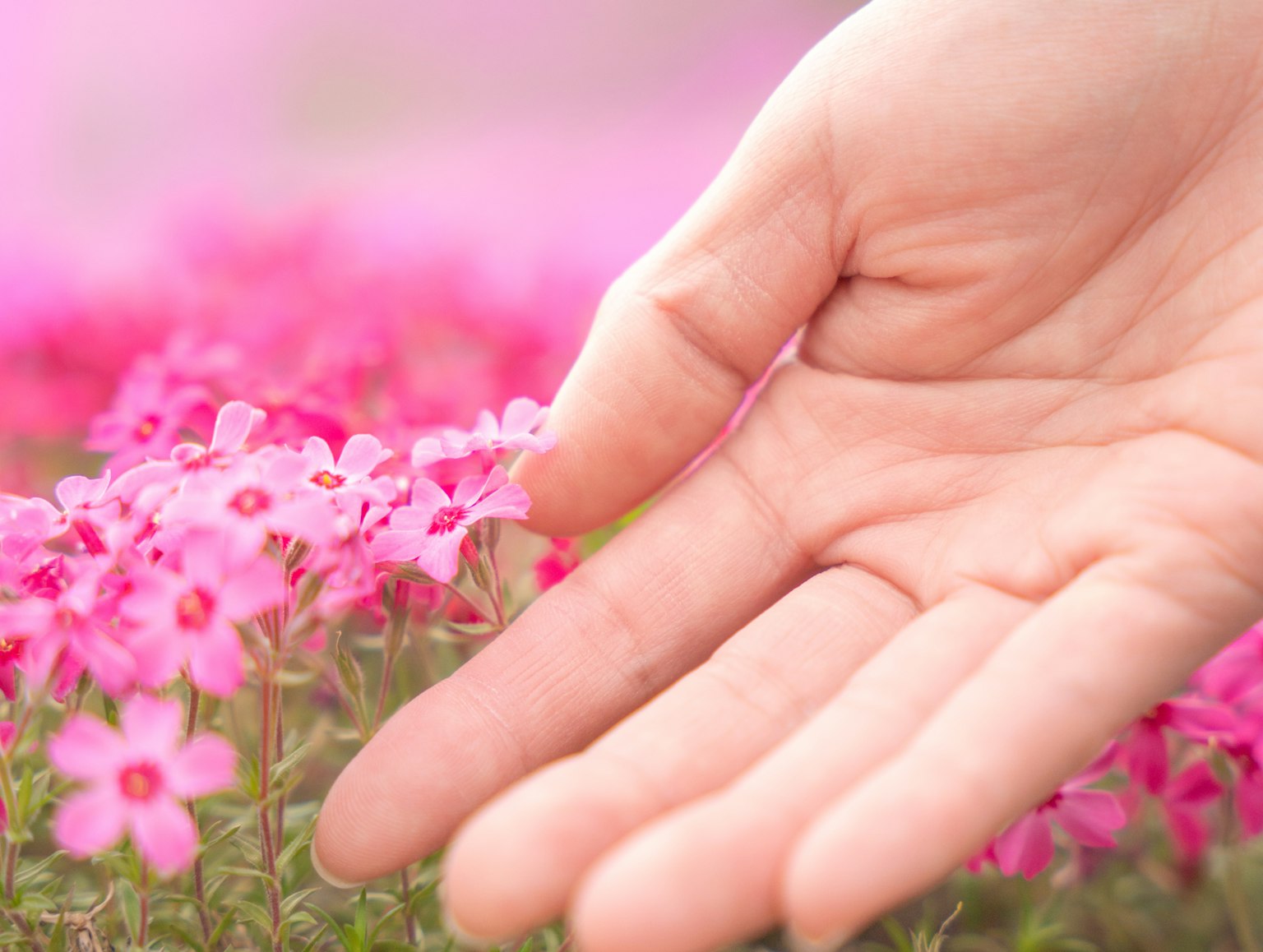A hand gently touching pink flowers