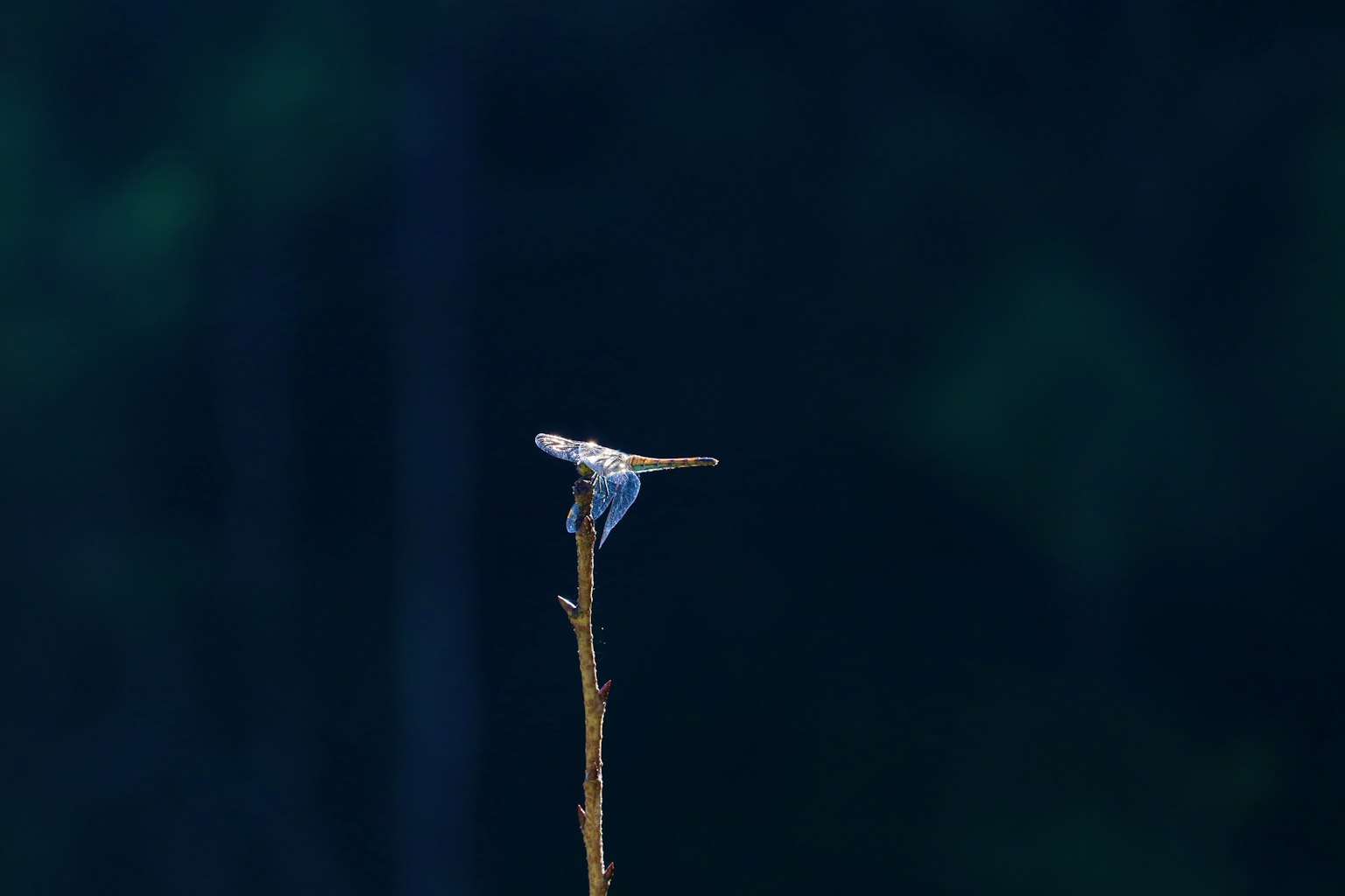 Un piccolo uccello appollaiato sulla punta di un ramo su sfondo blu
