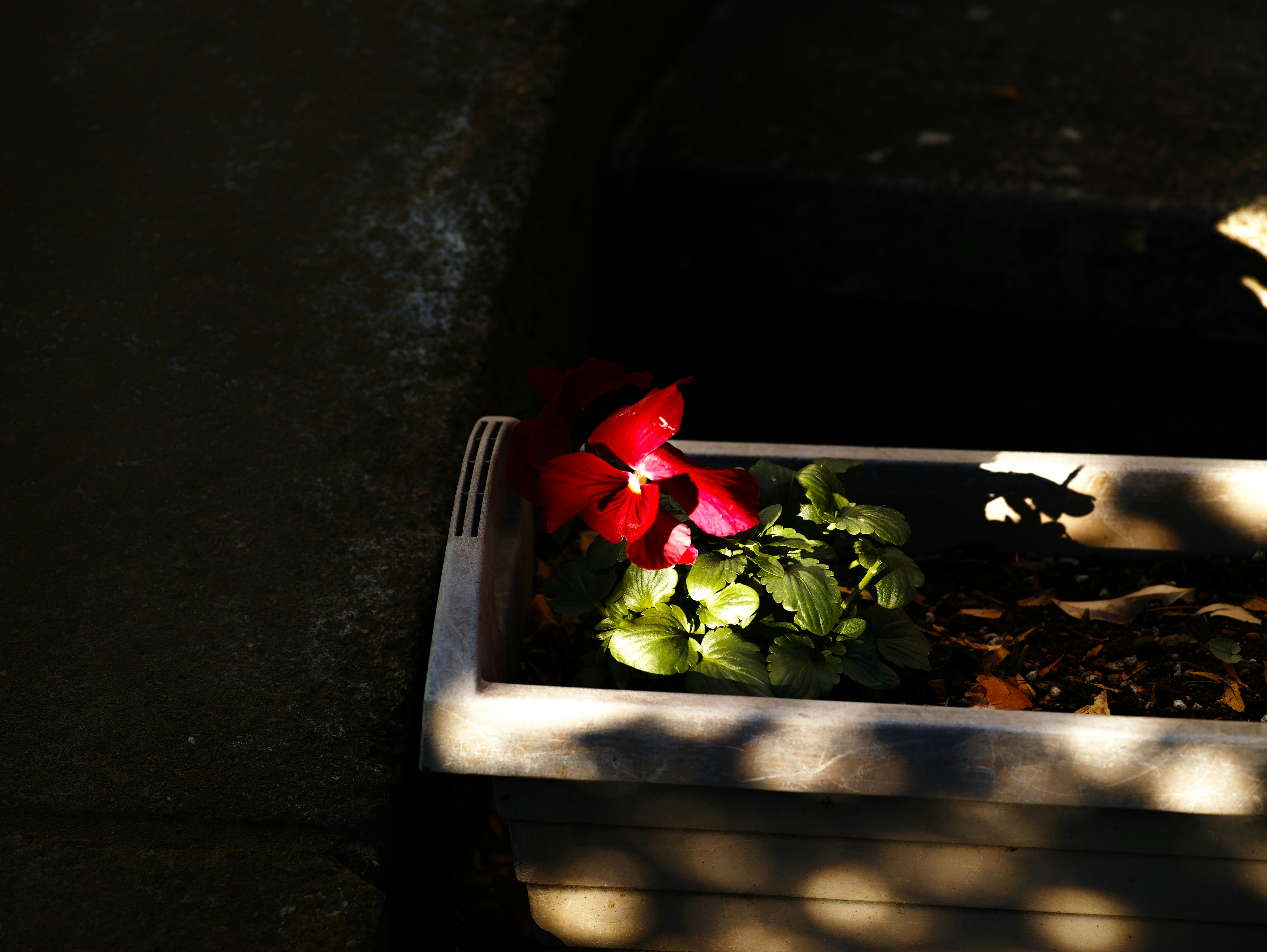 dark indoor scene with a flower bouquet and candle on a coffin-like box