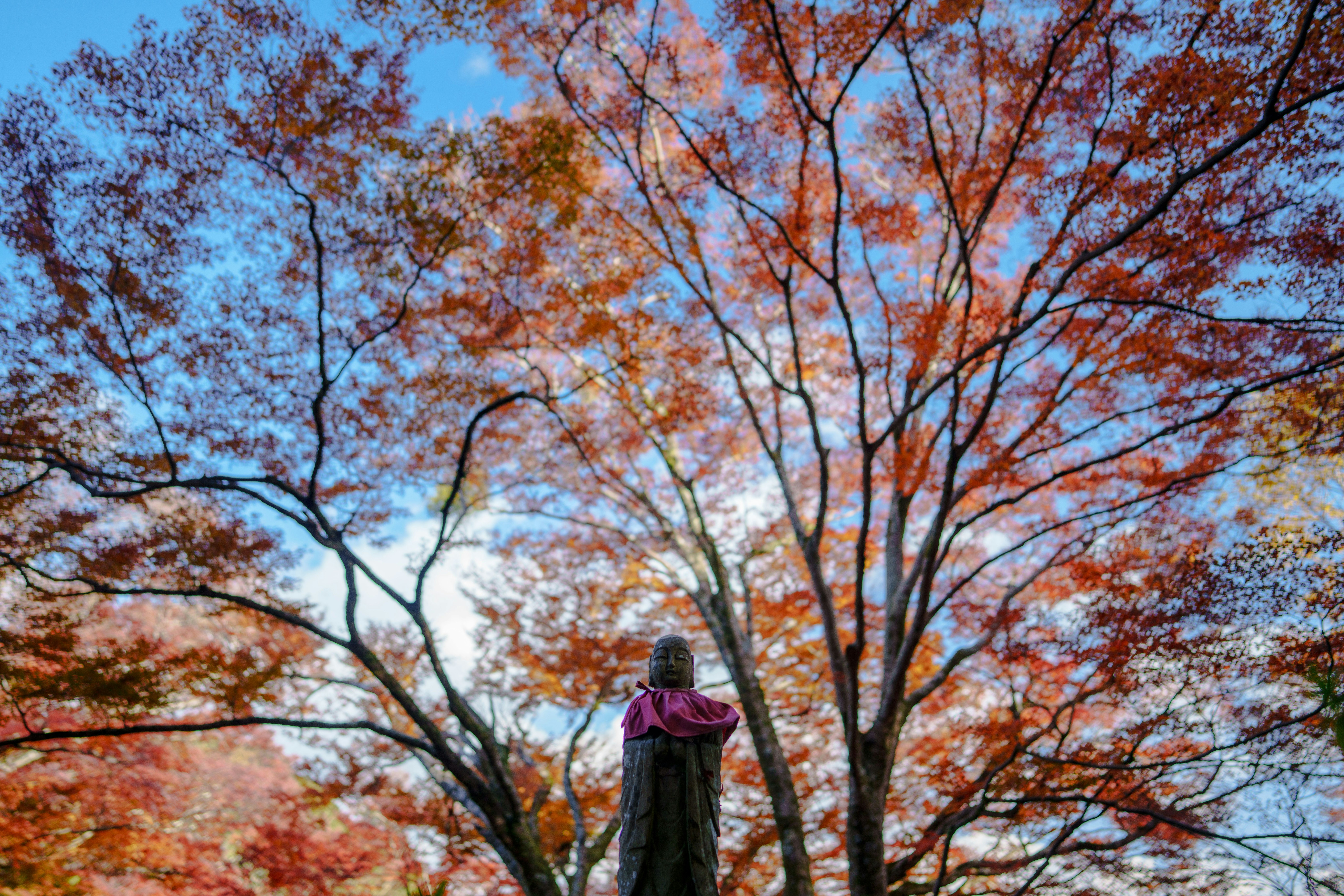 person standing under a row of autumn trees