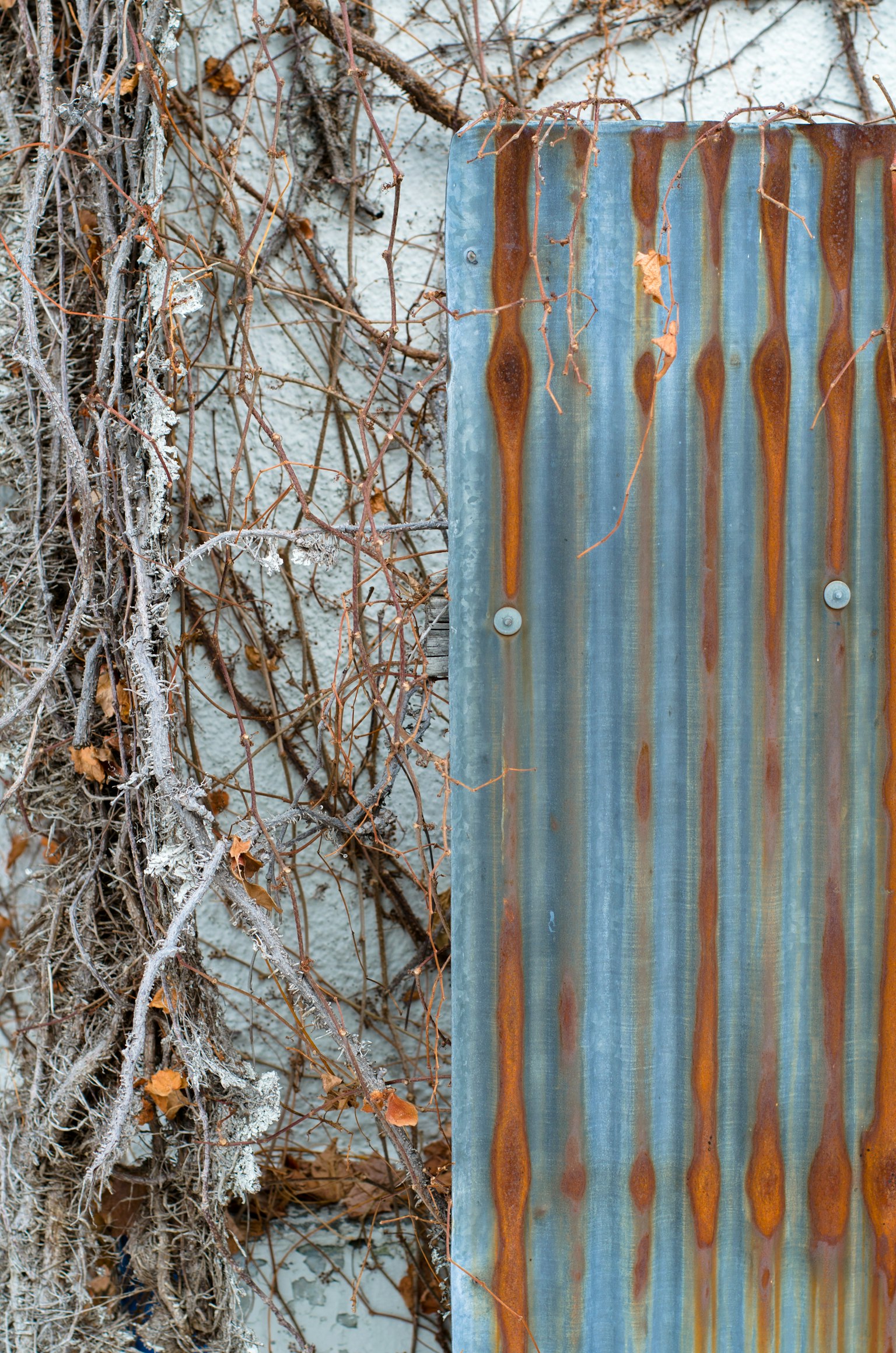 Rusty metal wall with intertwined vines