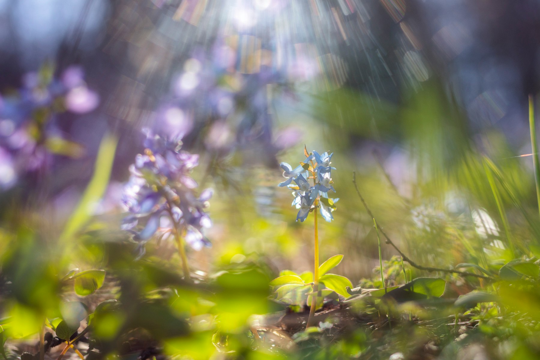 Hokkaido spring Ezo engosaku flowers on the forest floor