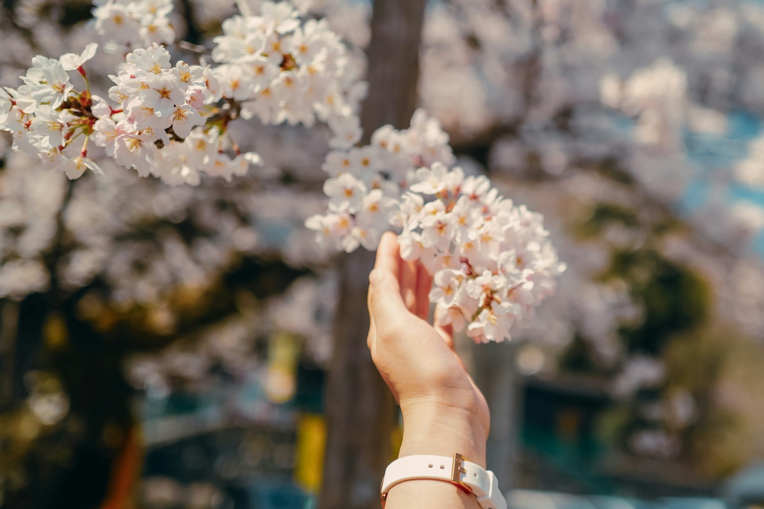 Una mano che si avvicina ai fiori di ciliegio in fiore