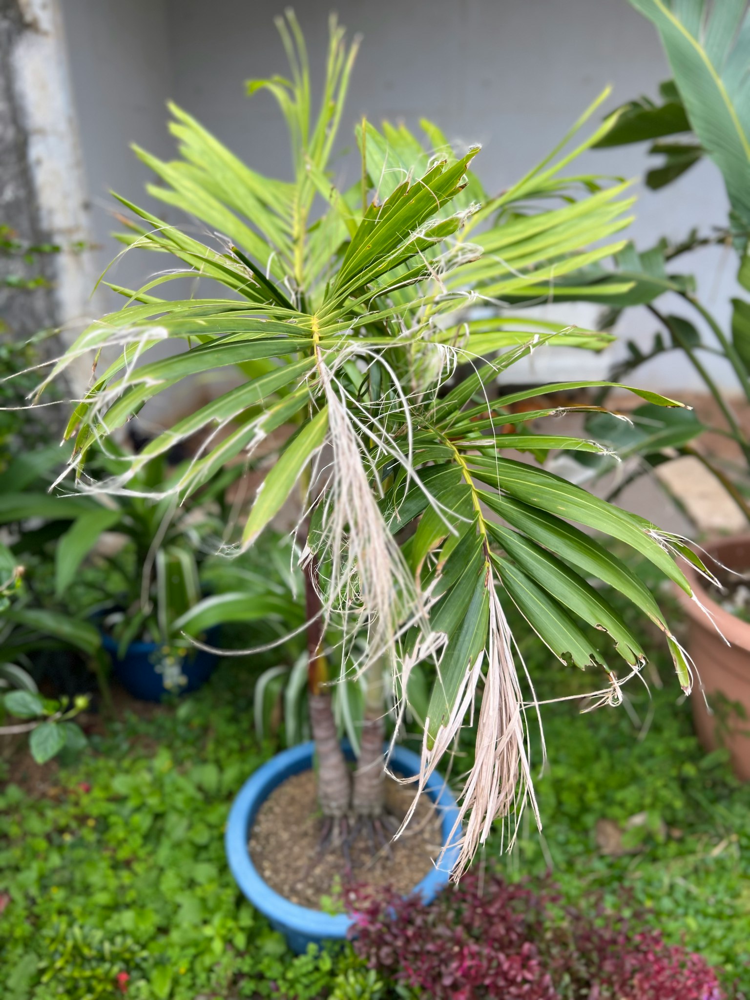 Piccola pianta in vaso con foglie verdi e alcune fronde secche in un vaso blu