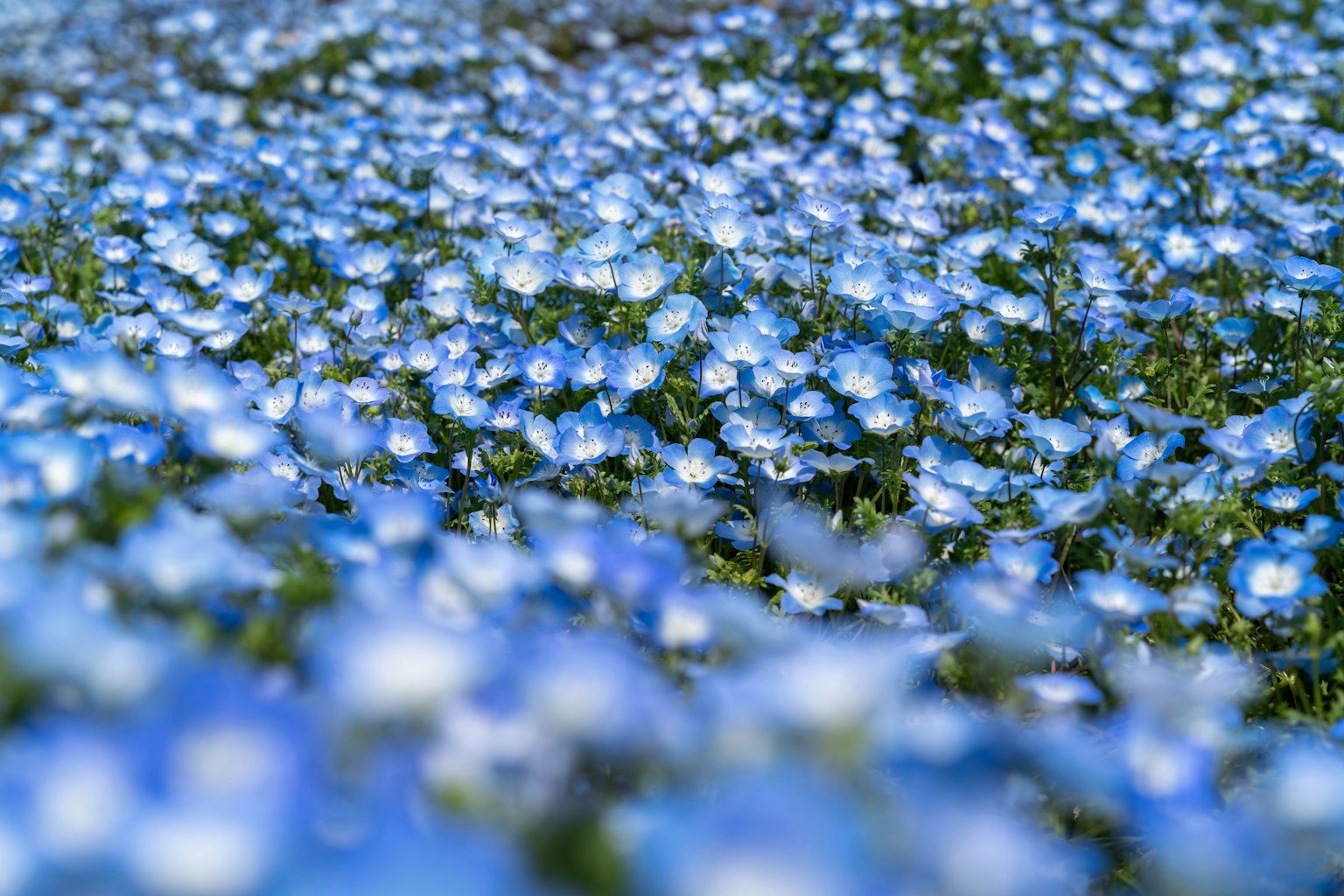 Blühendes Feld mit blauen Blumen