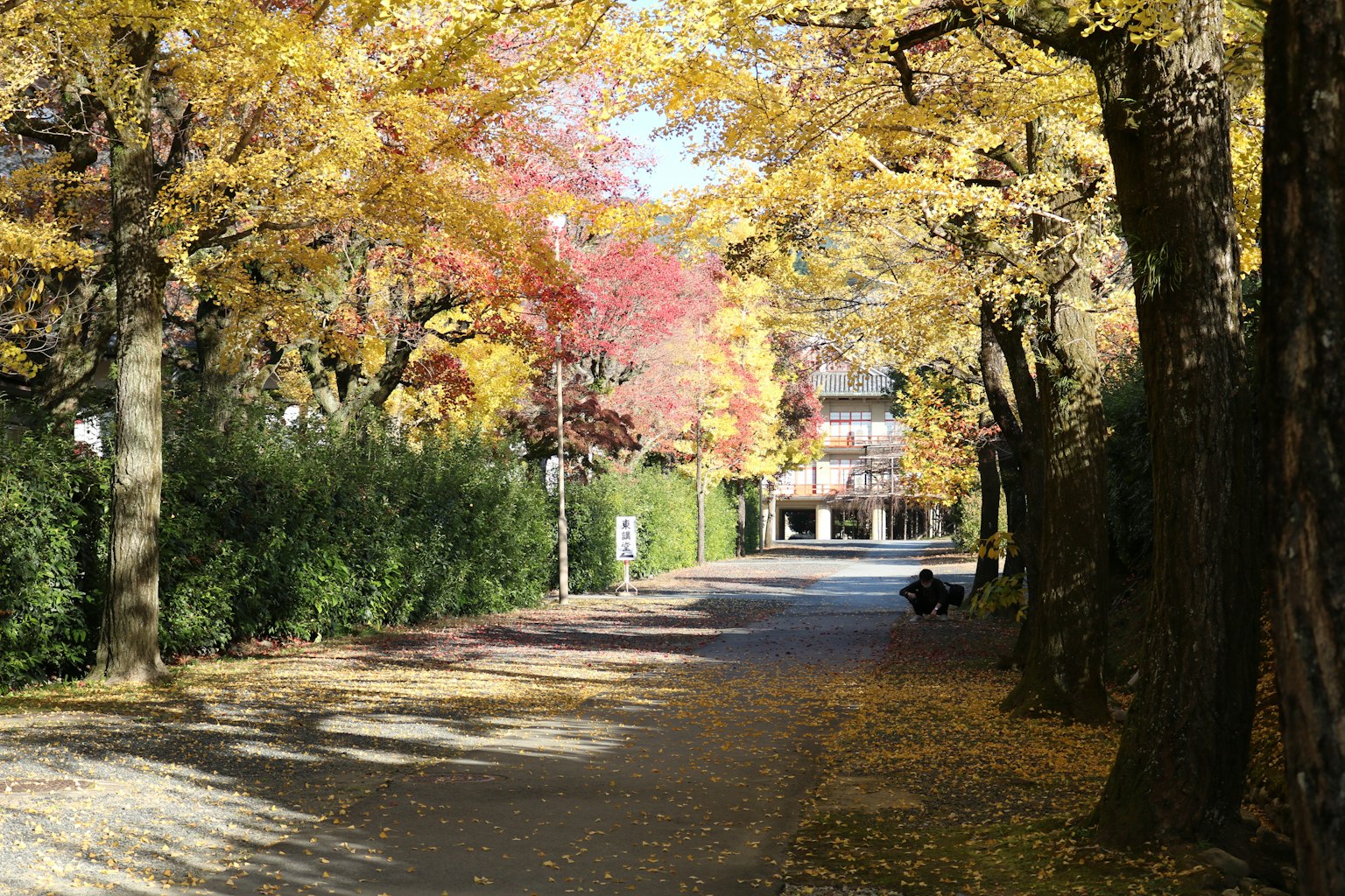 Scenic autumn pathway lined with vibrant yellow trees and a distant building