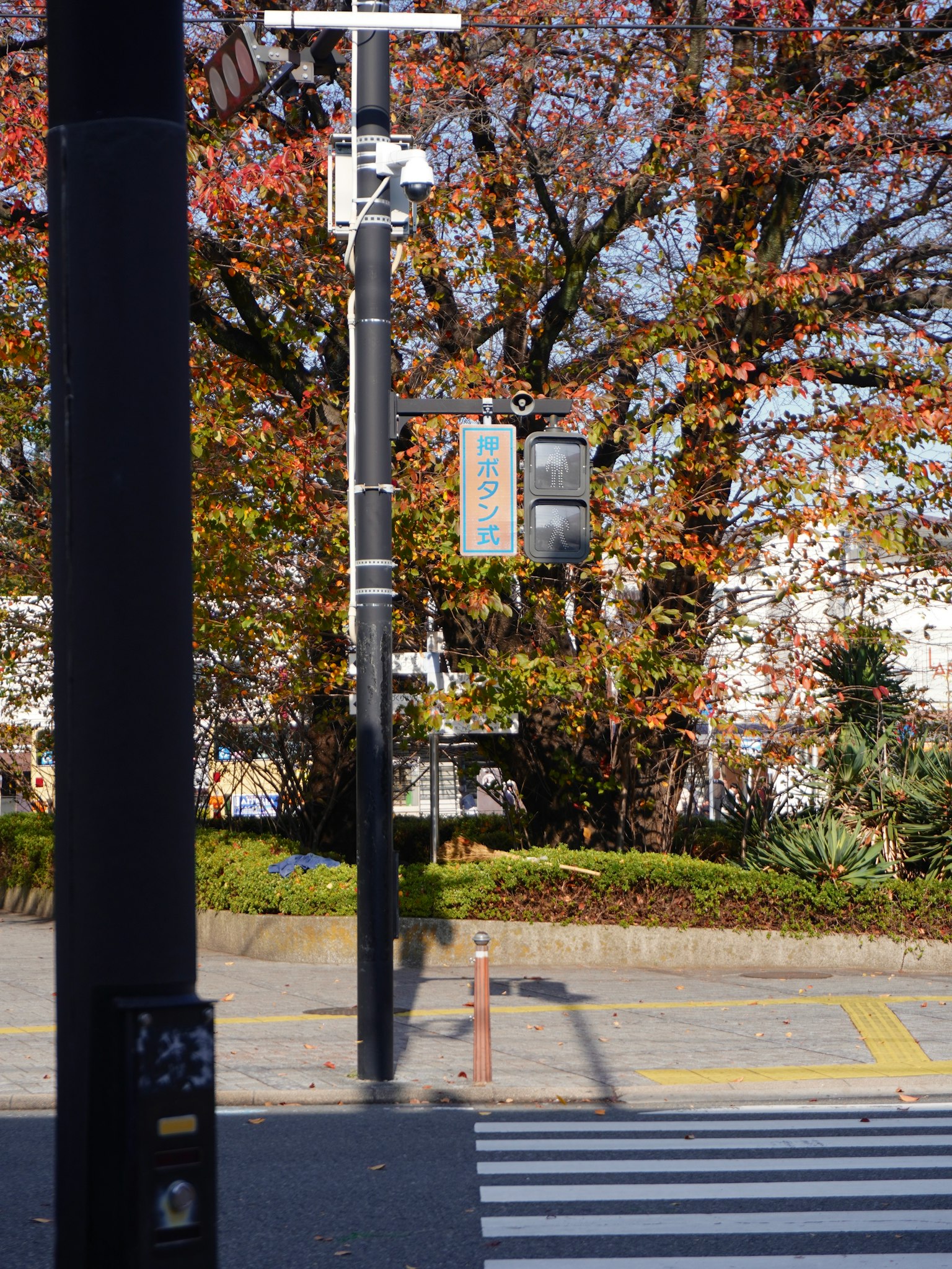 秋の紅葉が美しい街角の信号機と横断歩道