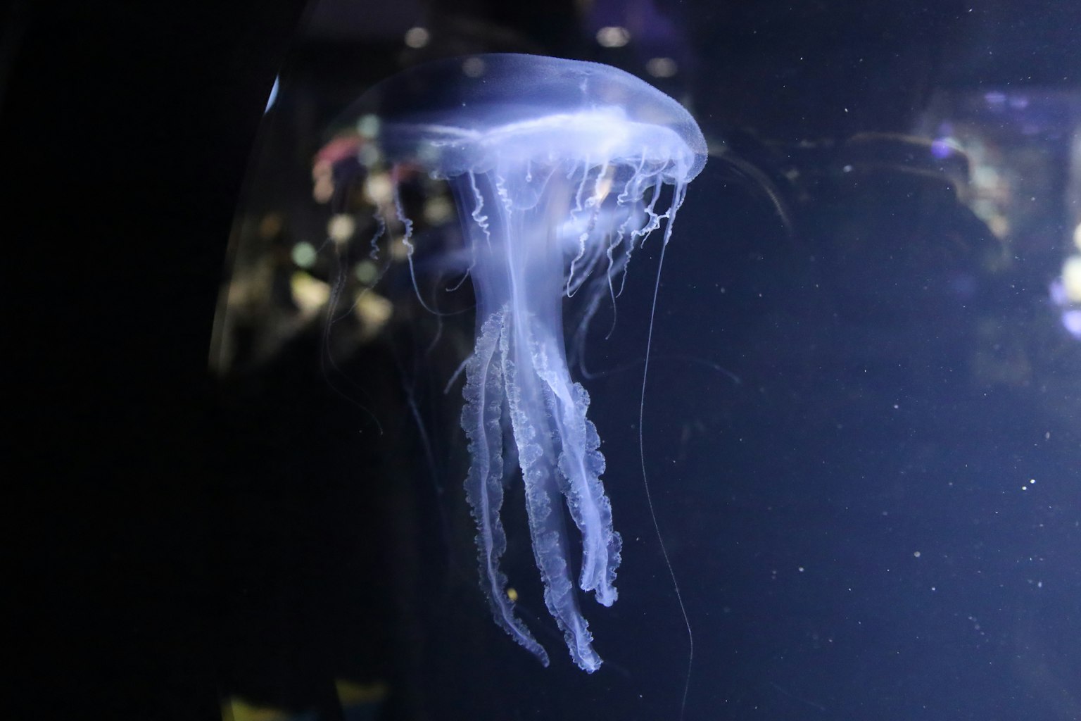 Una bellissima medusa che galleggia su uno sfondo blu di acquario