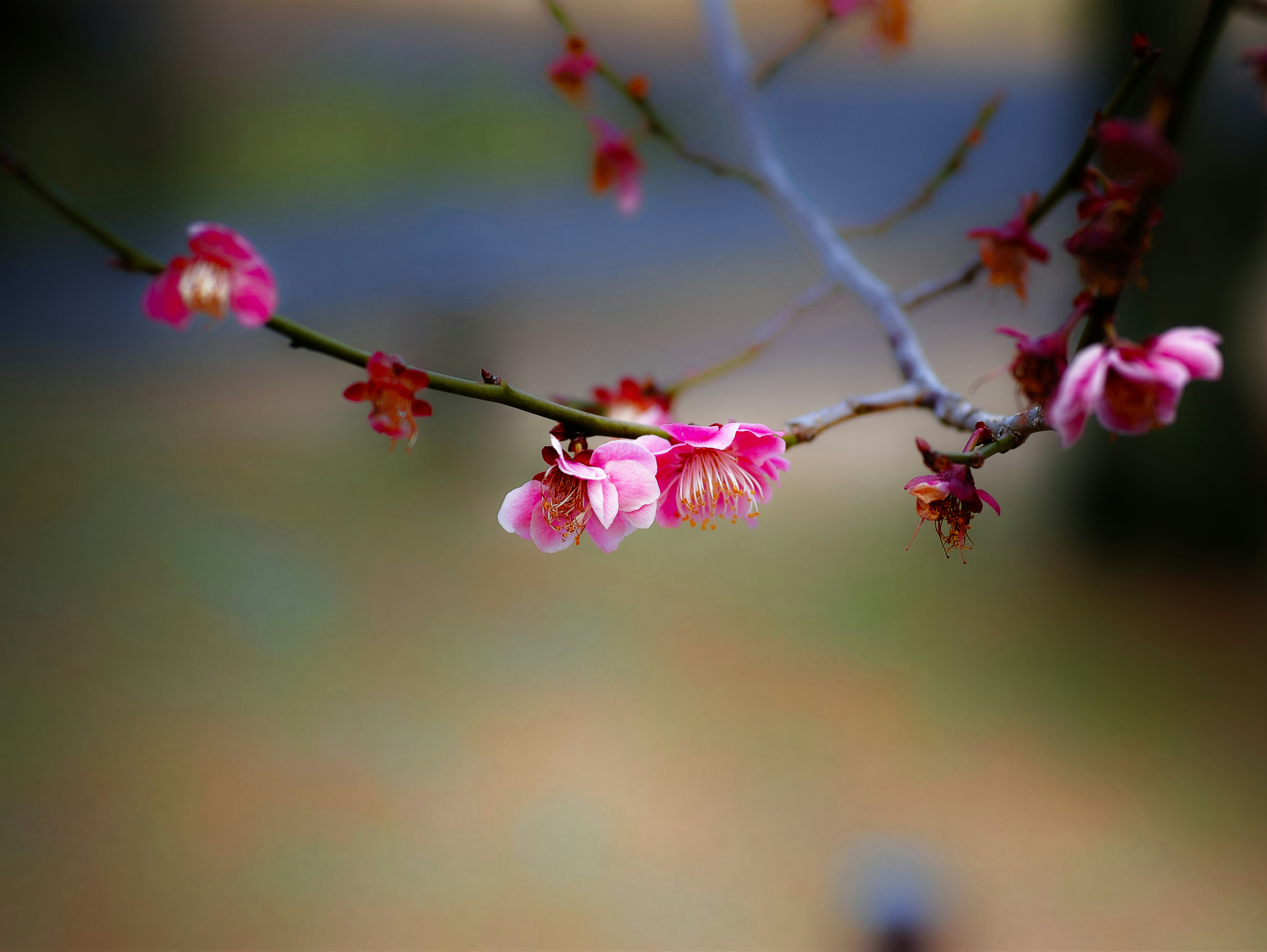 ピンクの花が咲く枝のクローズアップ
