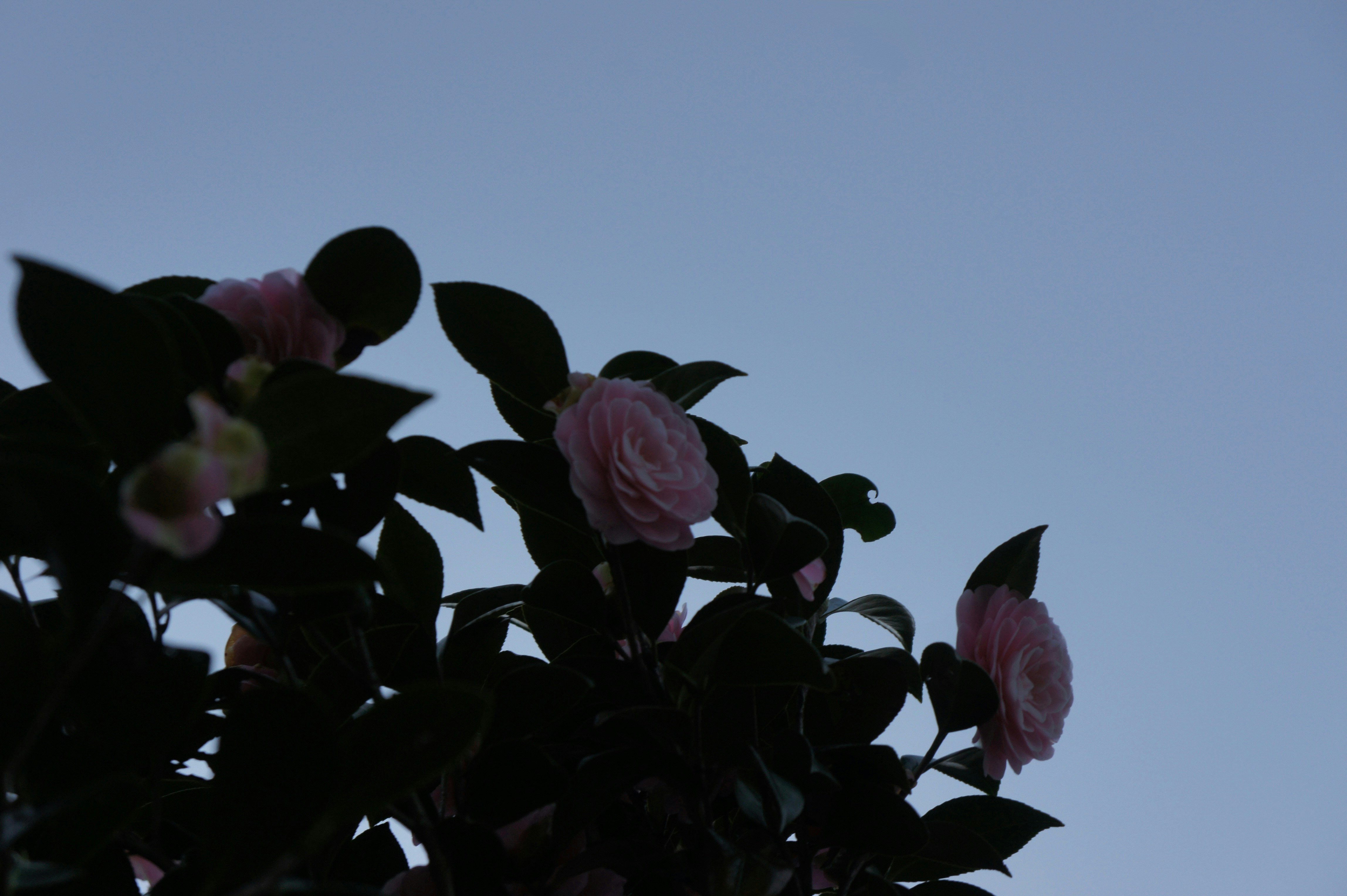 Sagoma di rose e foglie contro un cielo azzurro