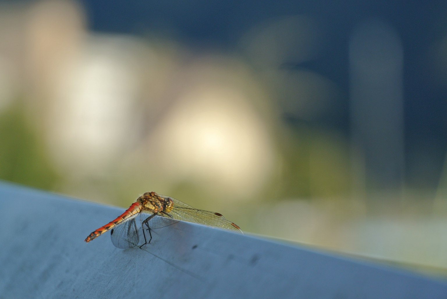 Primo piano di una libellula in riposo con sfondo sfocato