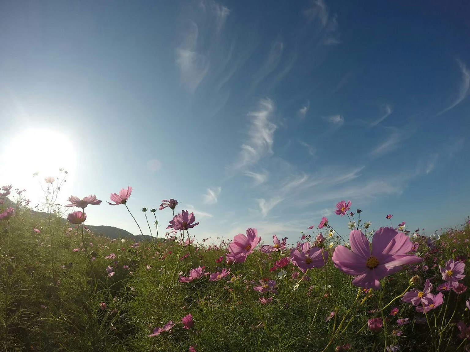 Hoa cosmos nở dưới bầu trời xanh với ánh nắng mặt trời