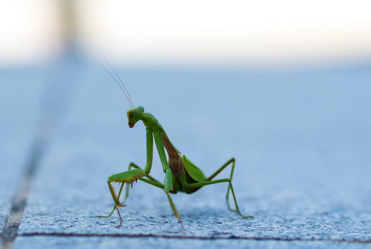 Une mante religieuse verte assise sur une surface plane