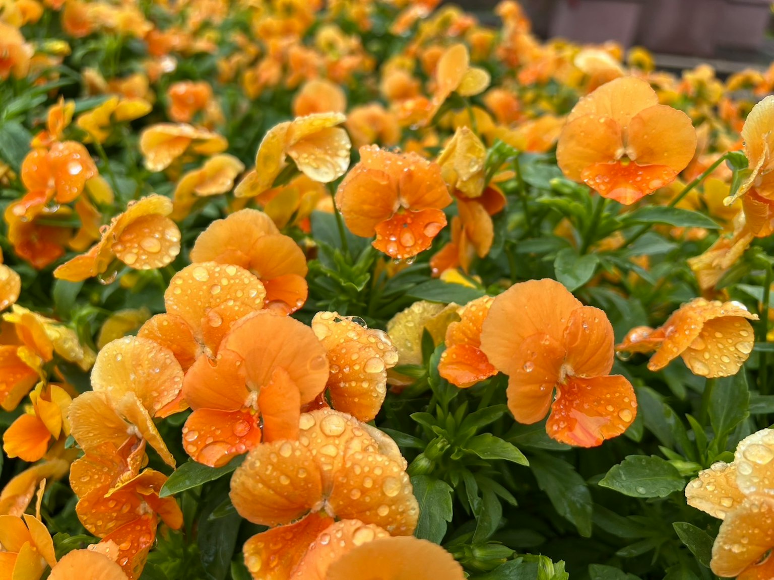Una exhibición vibrante de flores naranjas con gotas de agua sobre hojas verdes
