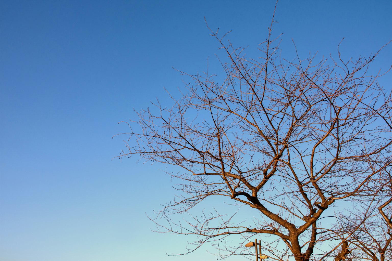 Baum mit spärlichen Ästen vor blauem Himmel