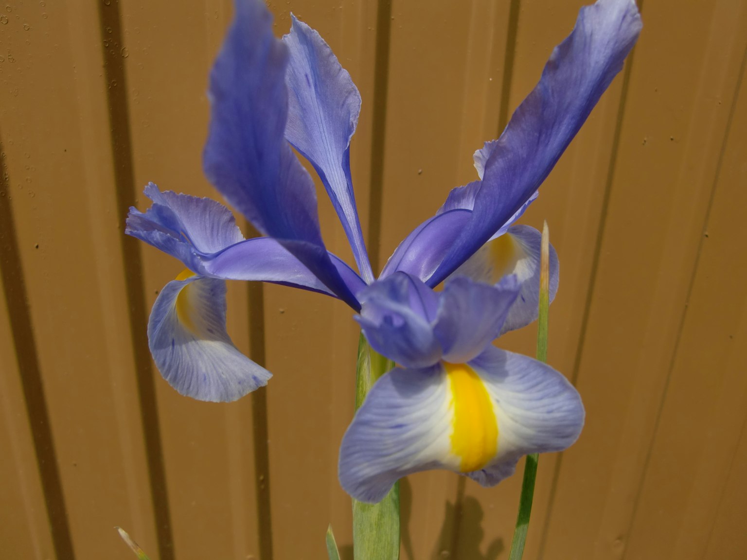 Flor de iris púrpura con un centro amarillo contra un fondo marrón