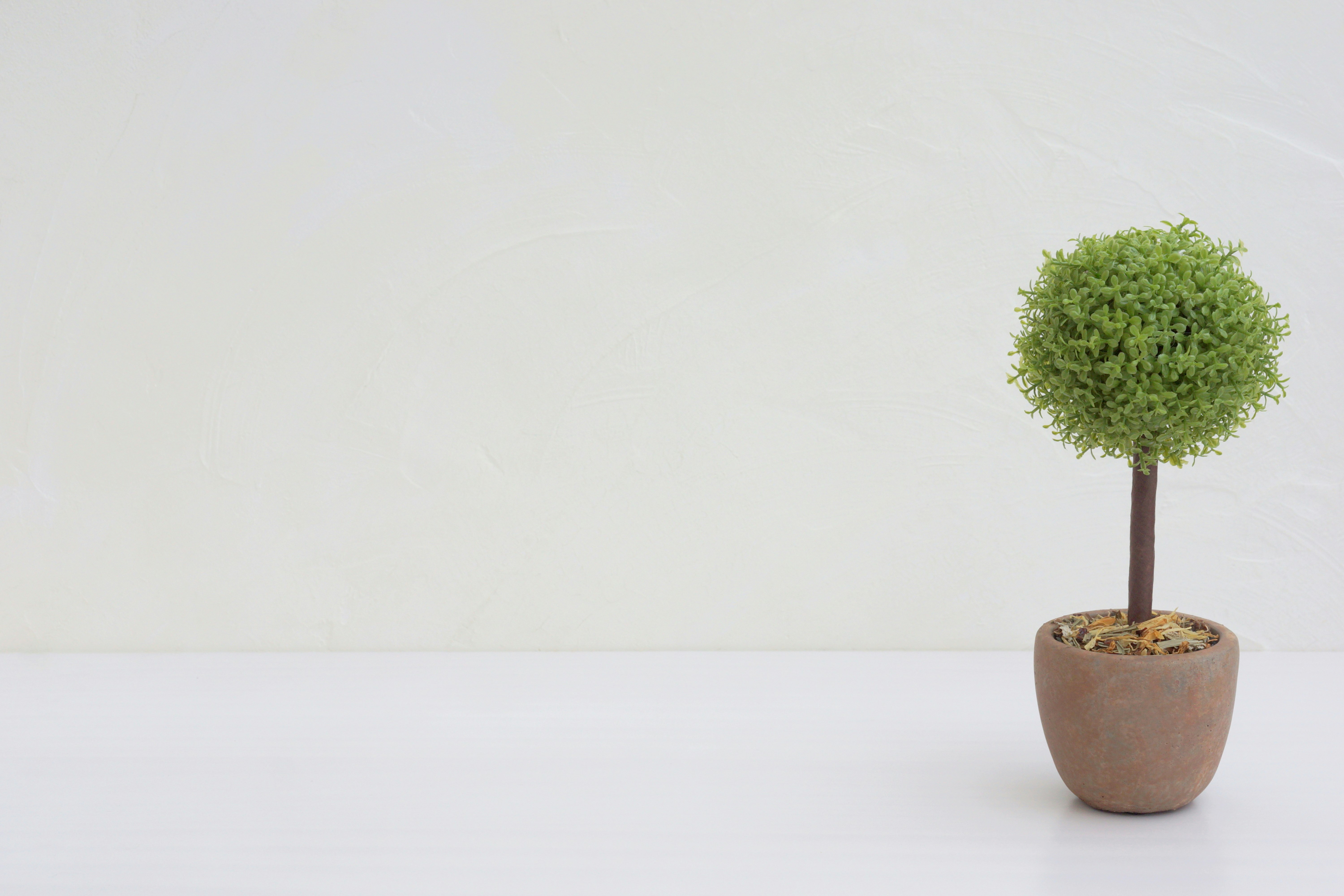small potted tree on a white background