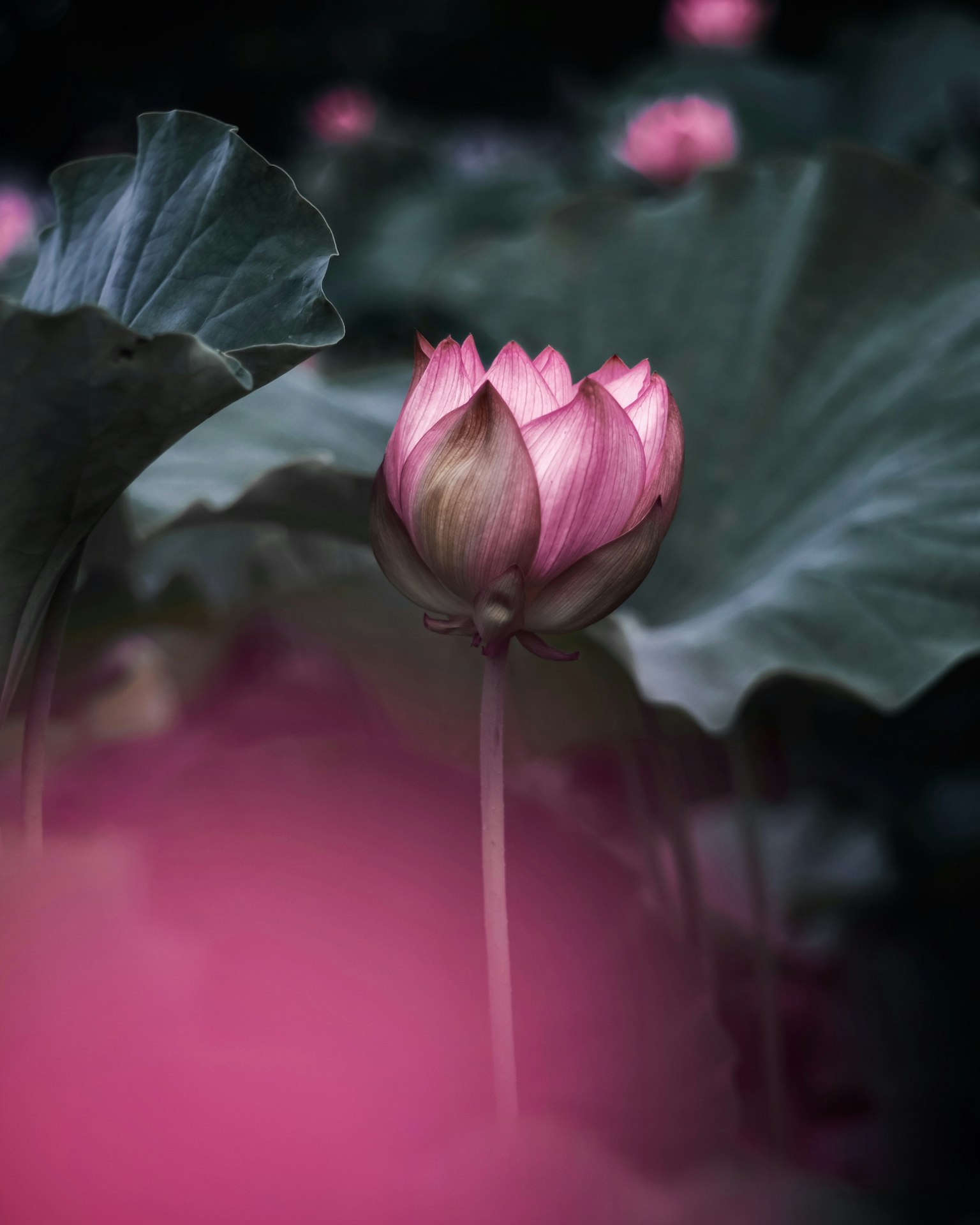 一朵美丽的莲花从绿叶中冒出