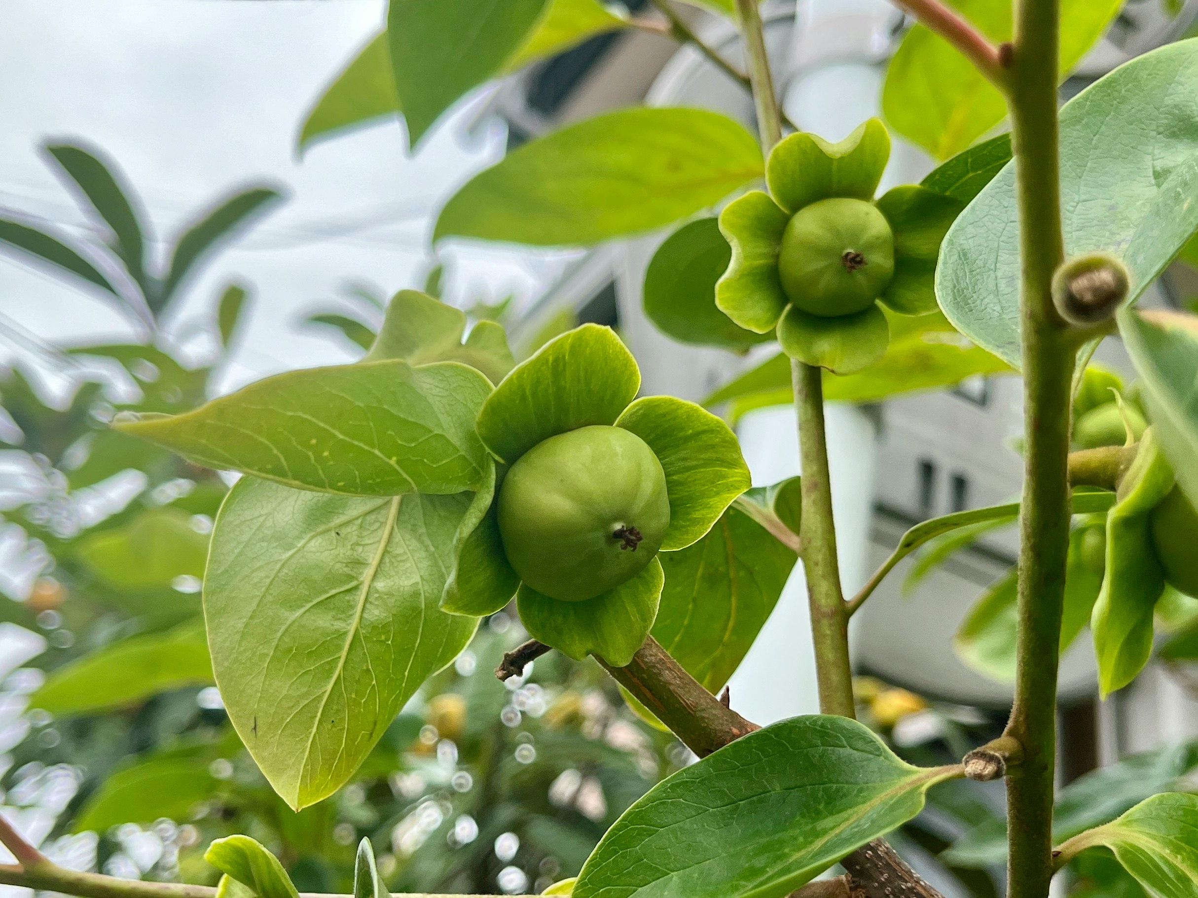 緑の葉とつぼみが茂る植物の枝先