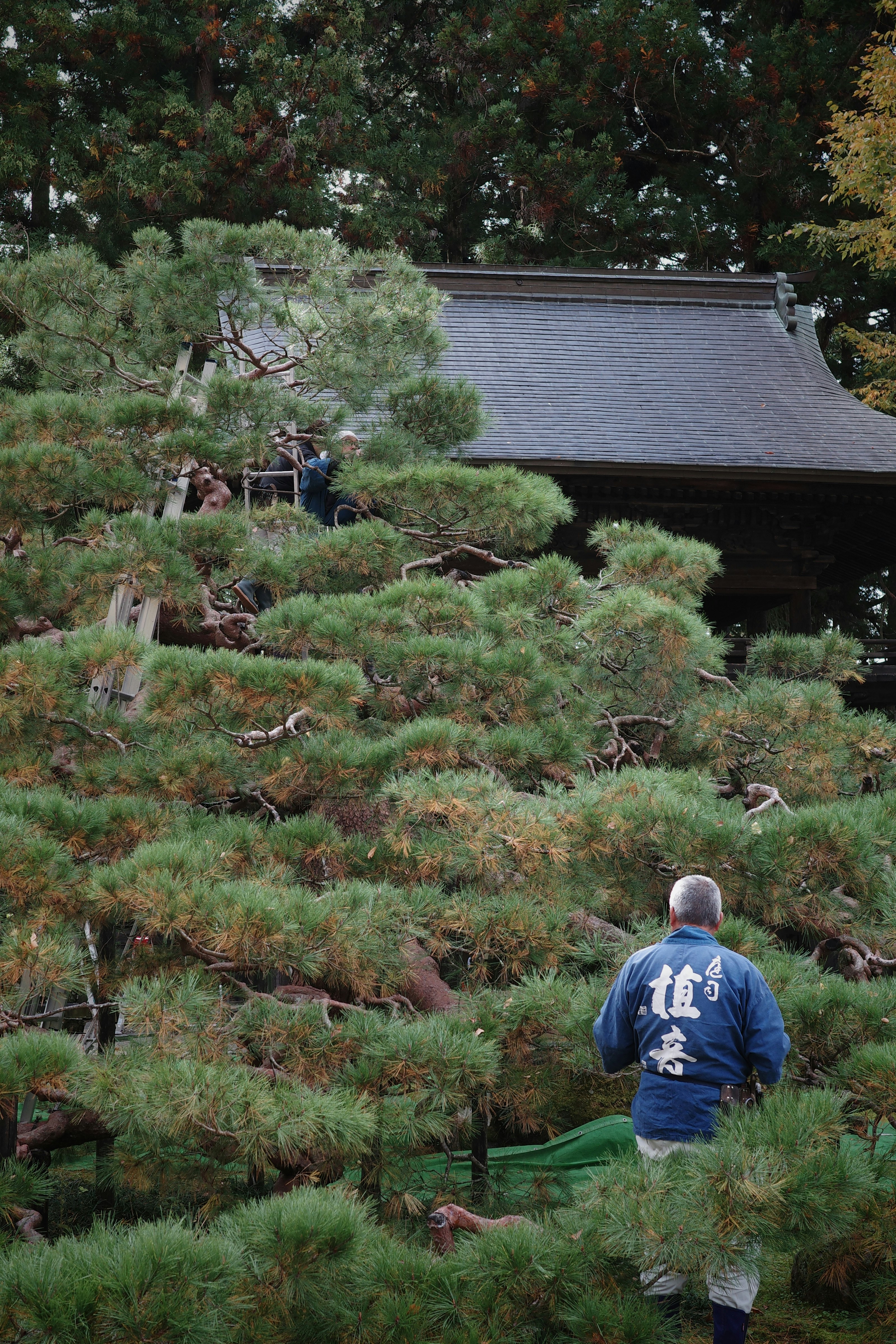 Paisaje de jardín zen con pinos y piedras