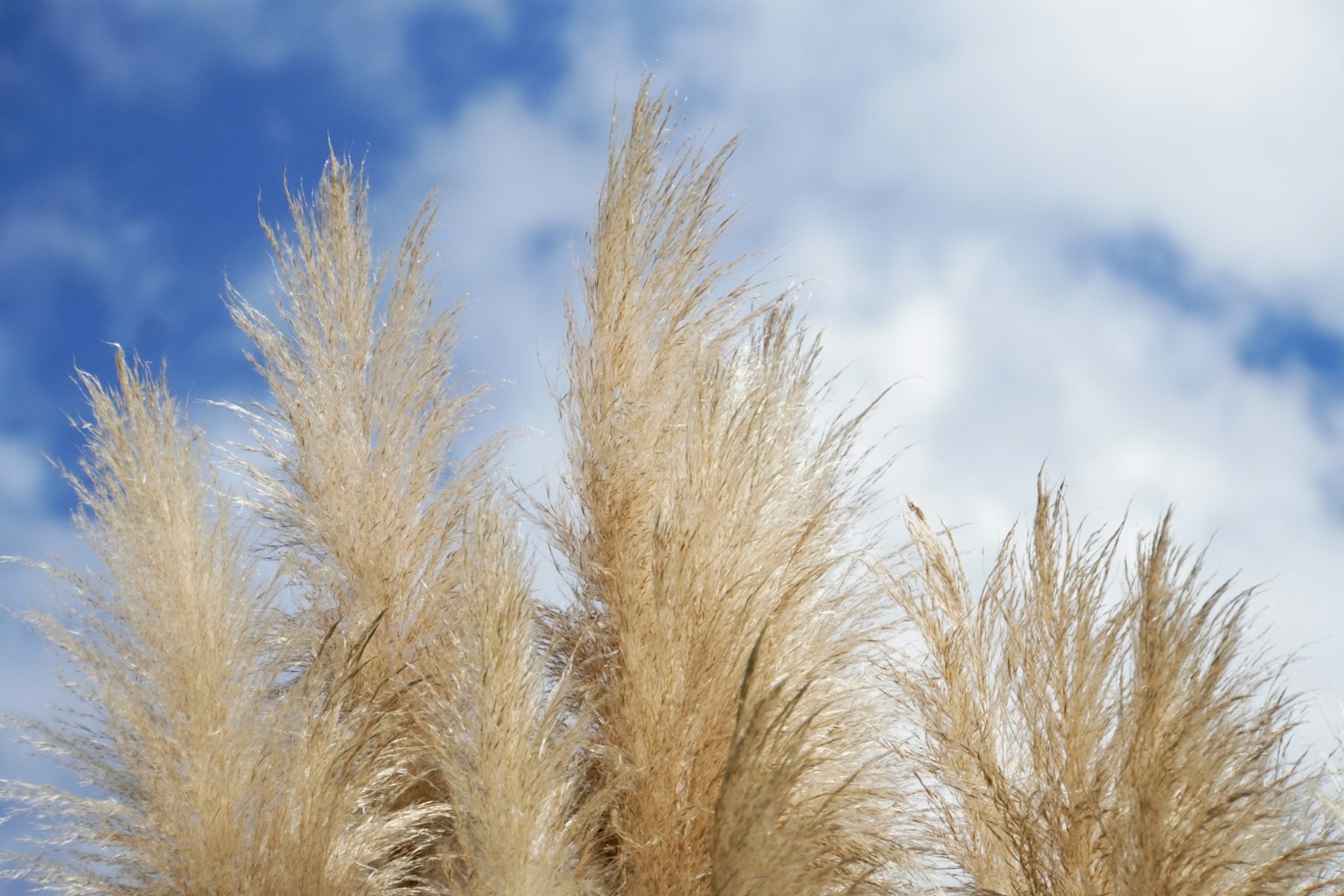 Pampas grass swaying under a blue sky