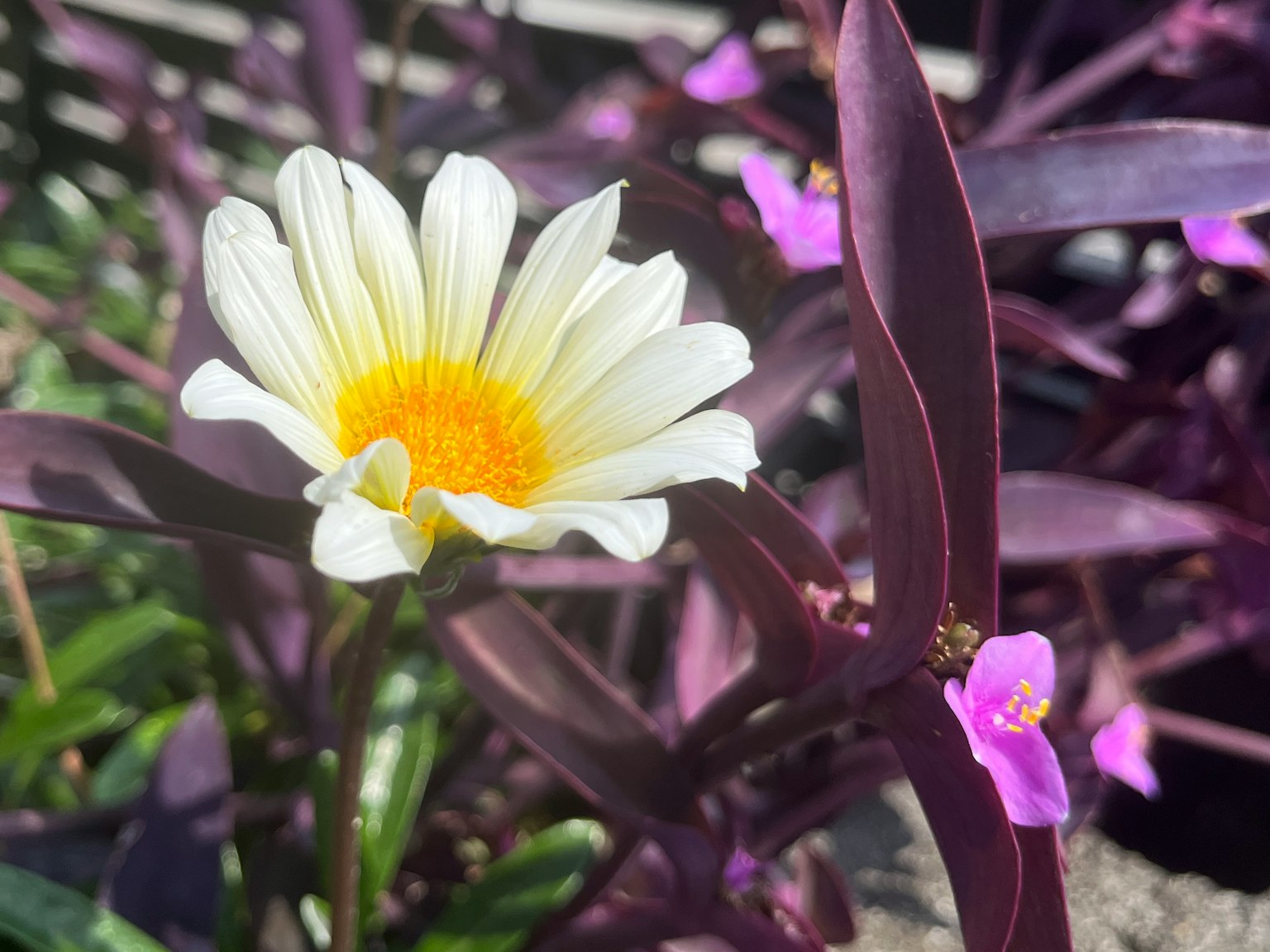 Close-up of a white flower with yellow center and purple leaves