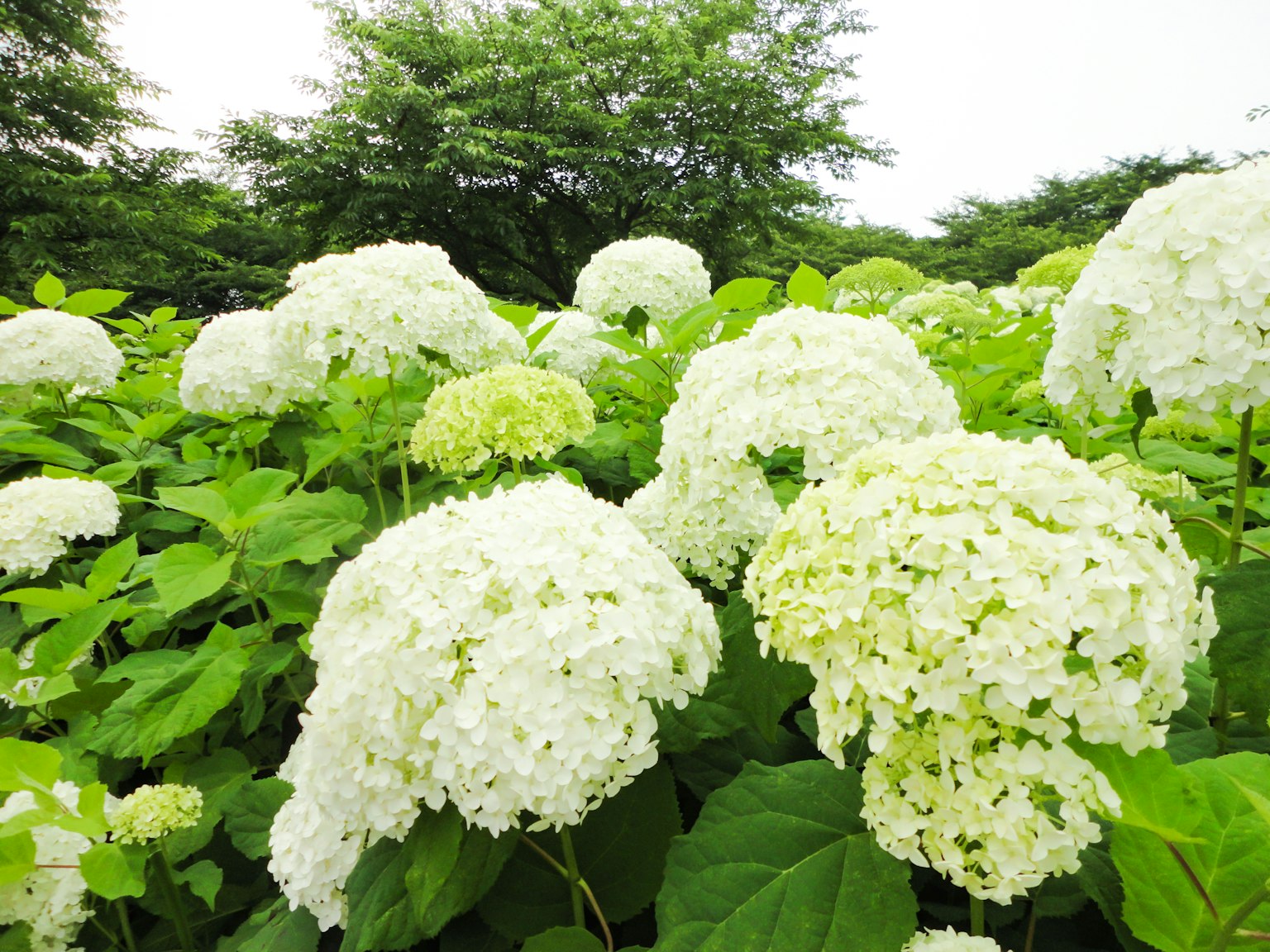 ภูมิทัศน์สีเขียวอุดมสมบูรณ์เต็มไปด้วยไฮเดรนเยียสีขาว