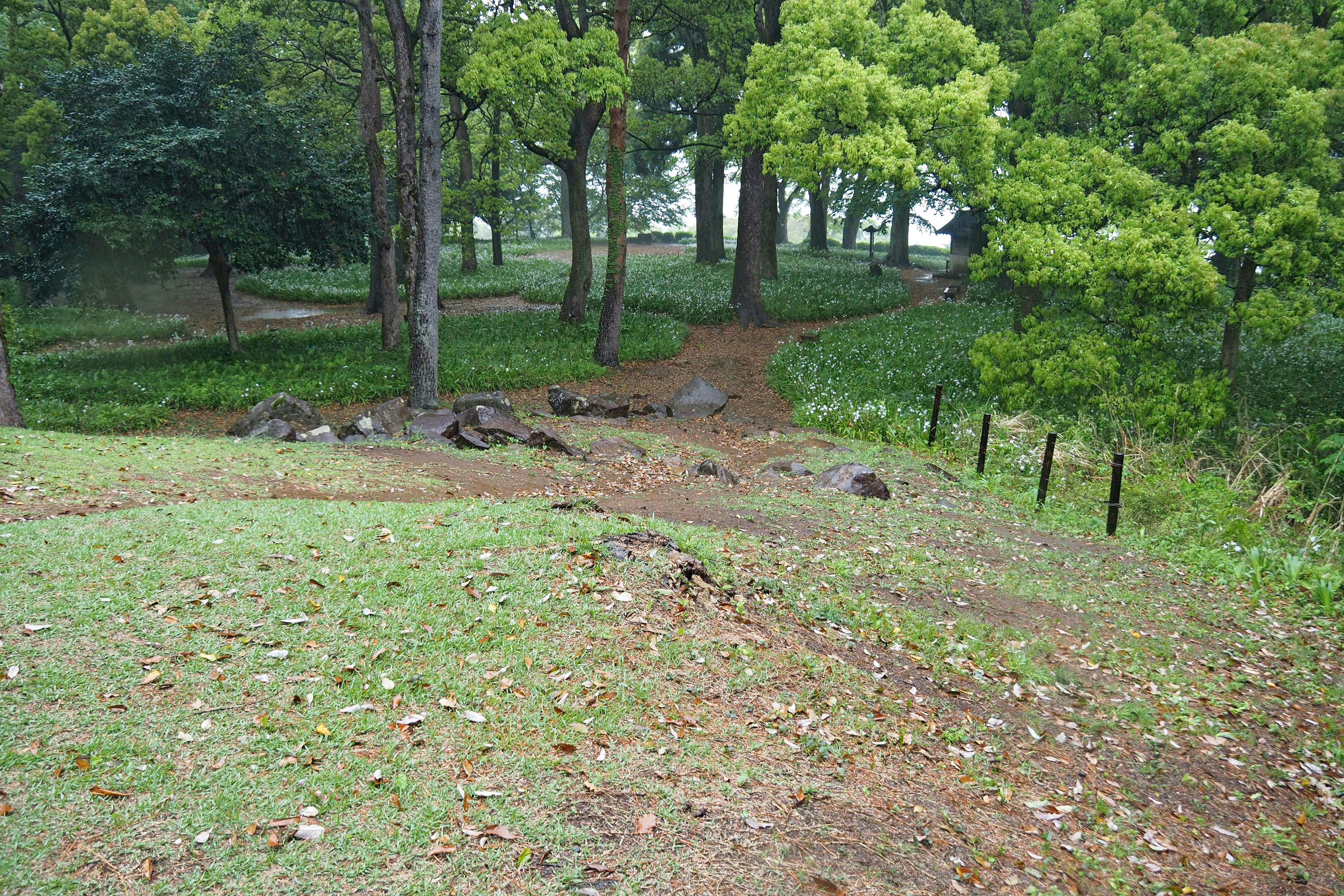 綠草與樹木環繞的公園小徑