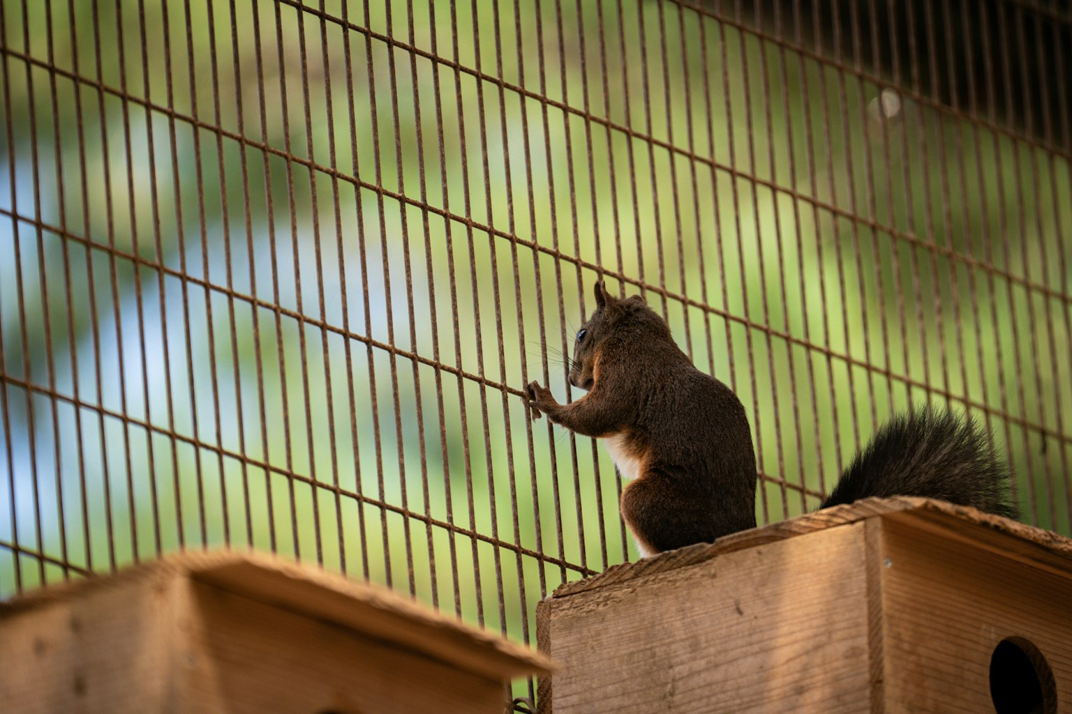 A squirrel standing in a cage with a blurred green background
