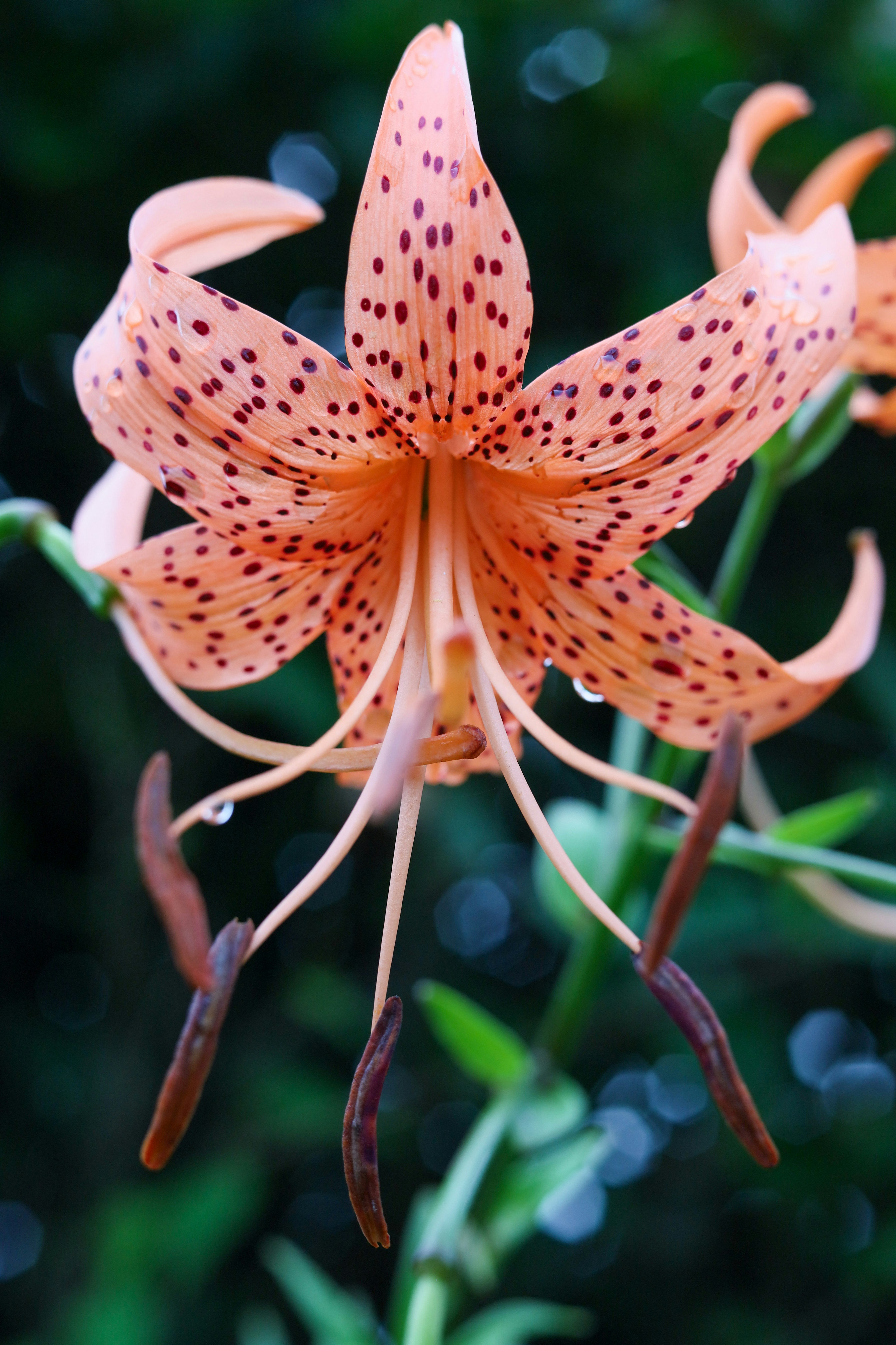 オニユリの花のクローズアップ