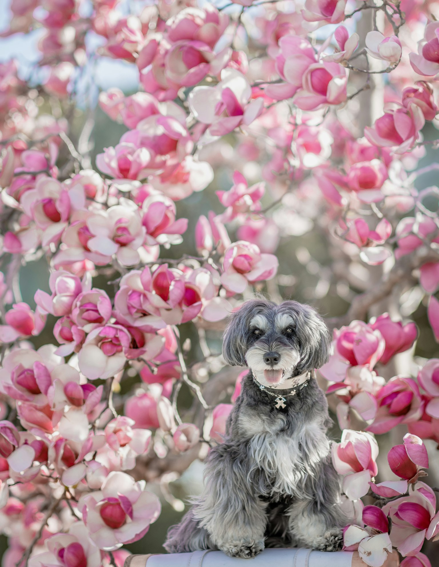 Kleiner Hund sitzt vor rosa Blumen