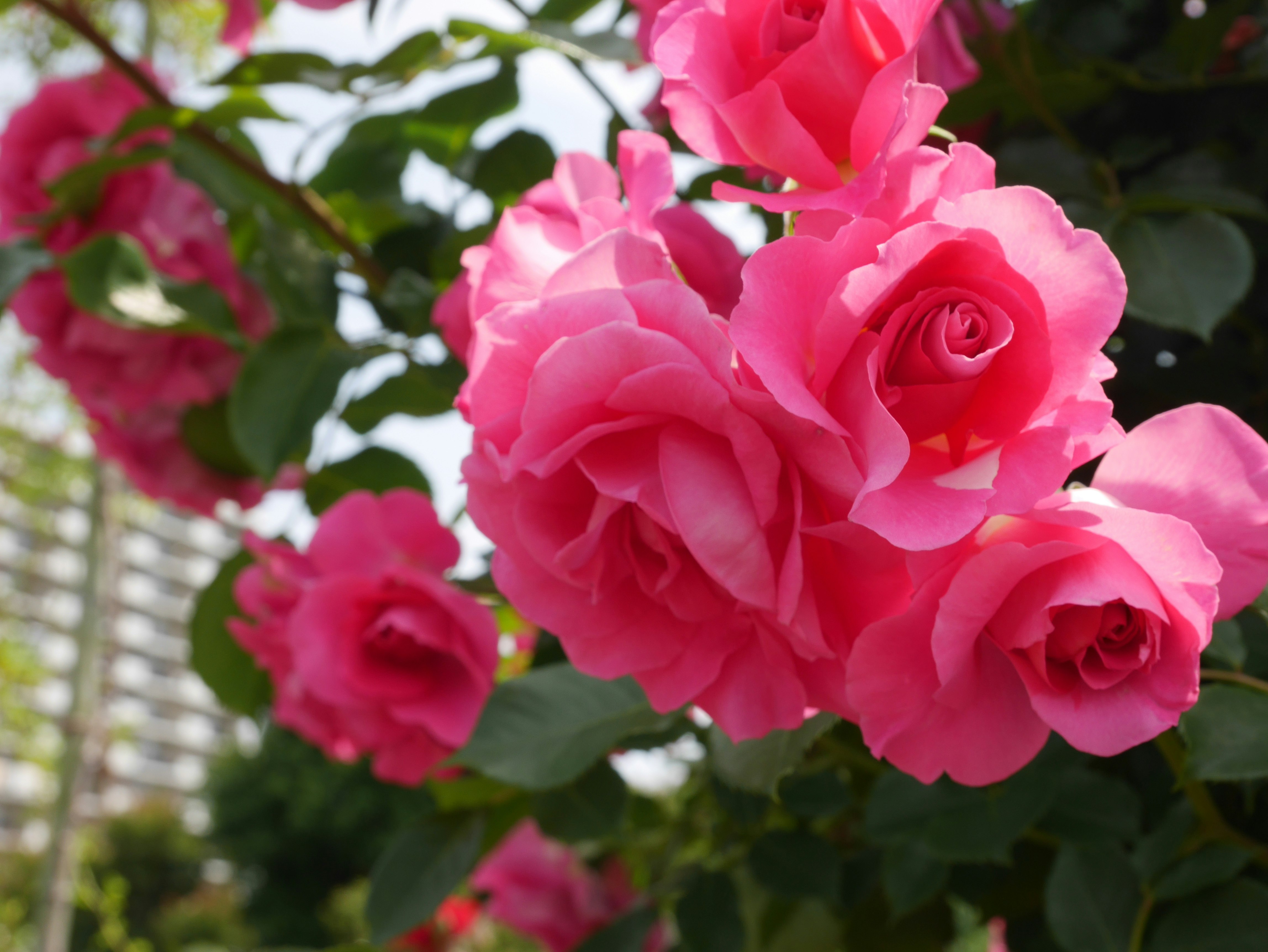 ピンクのバラが咲くバラ園の花畑